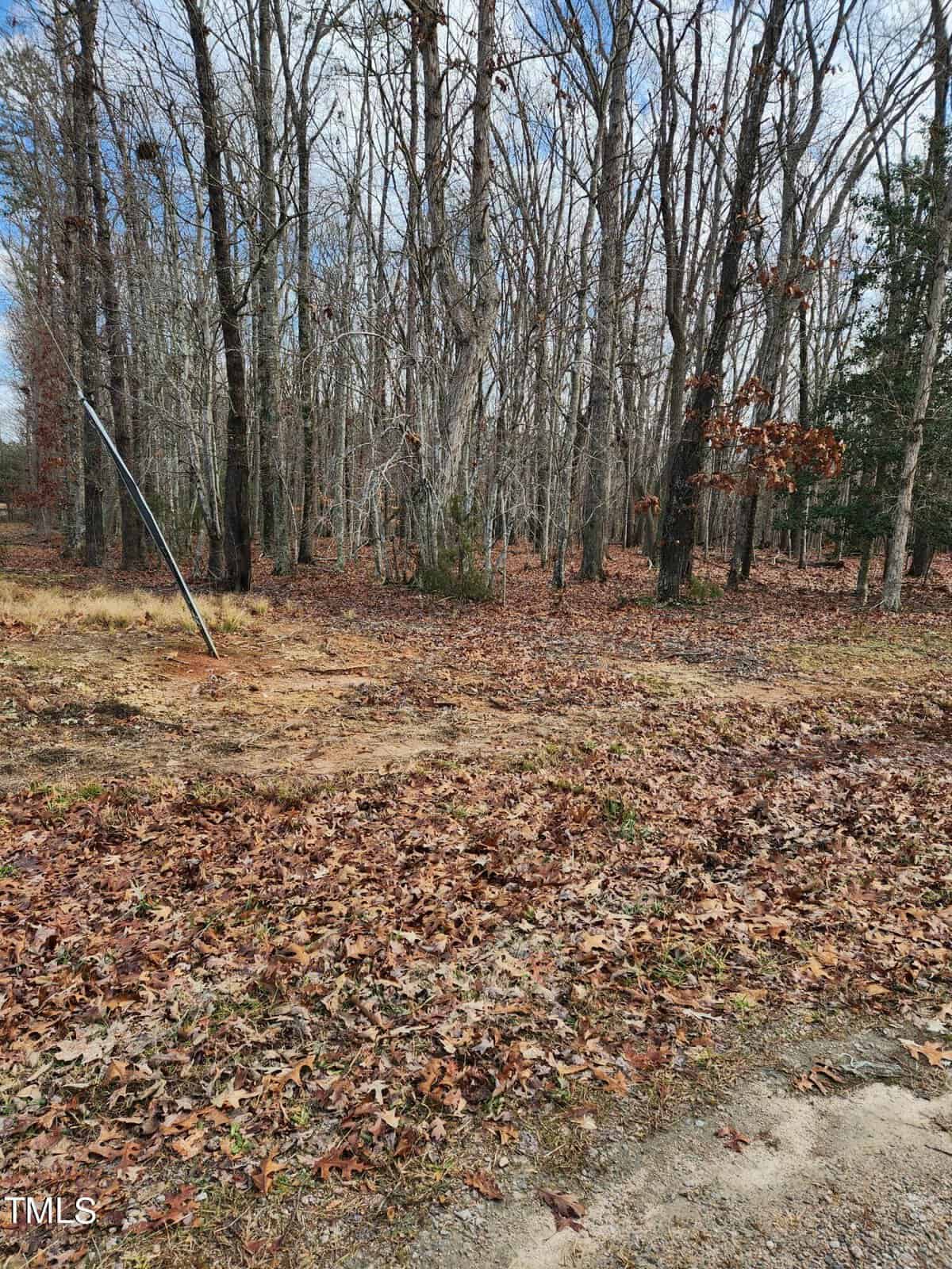 A wooded area with bare trees and a ground covered in brown leaves during autumn. a single metal pole leans slightly to the left in the foreground.