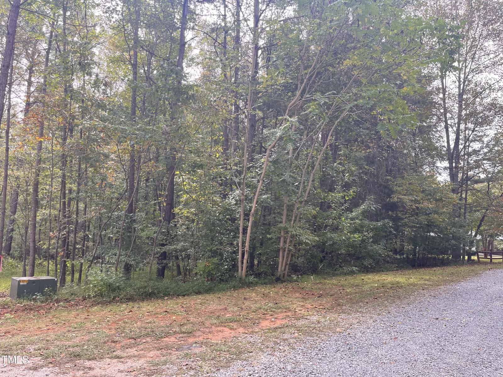 A tranquil woodland scene with tall green trees on the left, bordering a gravel path on the right. The undergrowth is dense with lush foliage, and the ground is covered in patches of grass and red soil.