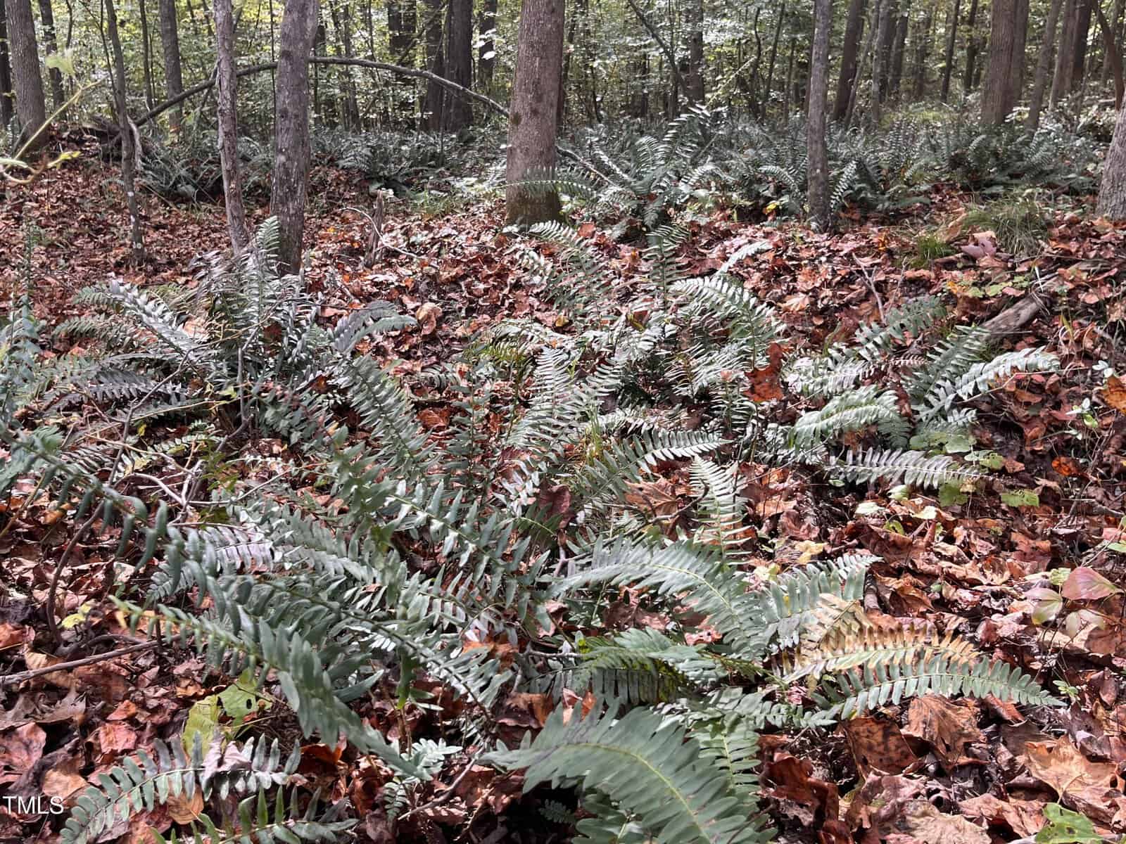 A forest floor covered in brown and red fallen leaves with green ferns growing among the trees. The scene is set in a dense woodland area with a variety of trees and vegetation.