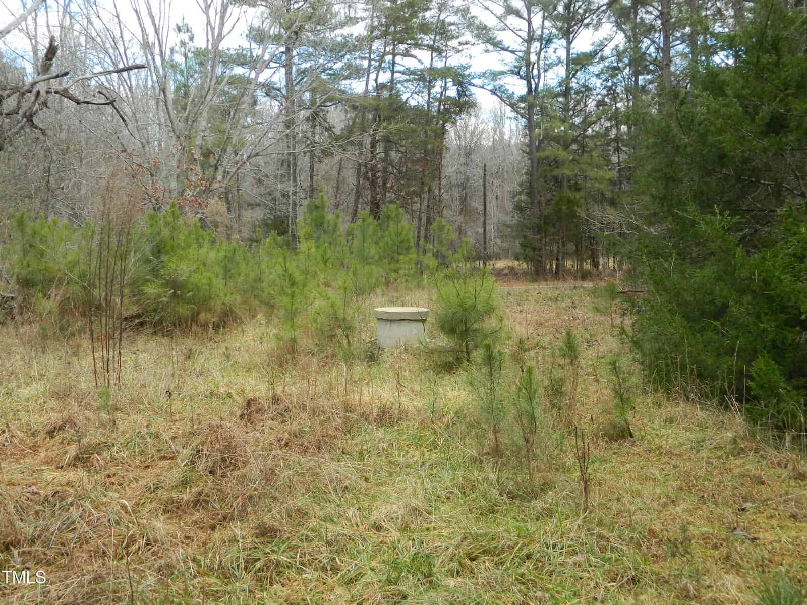 A small, concrete structure sits in a grassy area surrounded by young pine trees and dense forest. The ground is covered with dry grass, and the scene has a natural, tranquil wilderness vibe.