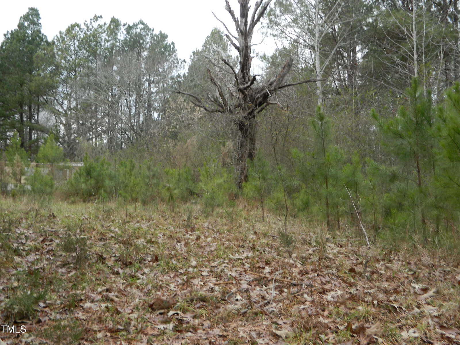 A wooded area with scattered trees and fallen leaves on the ground. A large, leafless tree stands prominently in the center, surrounded by smaller green pine trees. The background consists of dense foliage under an overcast sky.