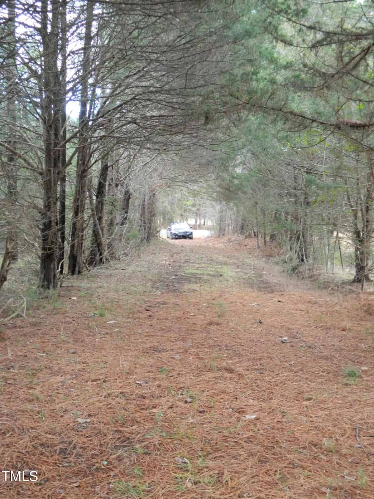 A car parked at the end of a narrow, tree-lined path. Tall trees on both sides create a natural archway over a carpet of brown pine needles leading to the vehicle. The distant background is softly illuminated.