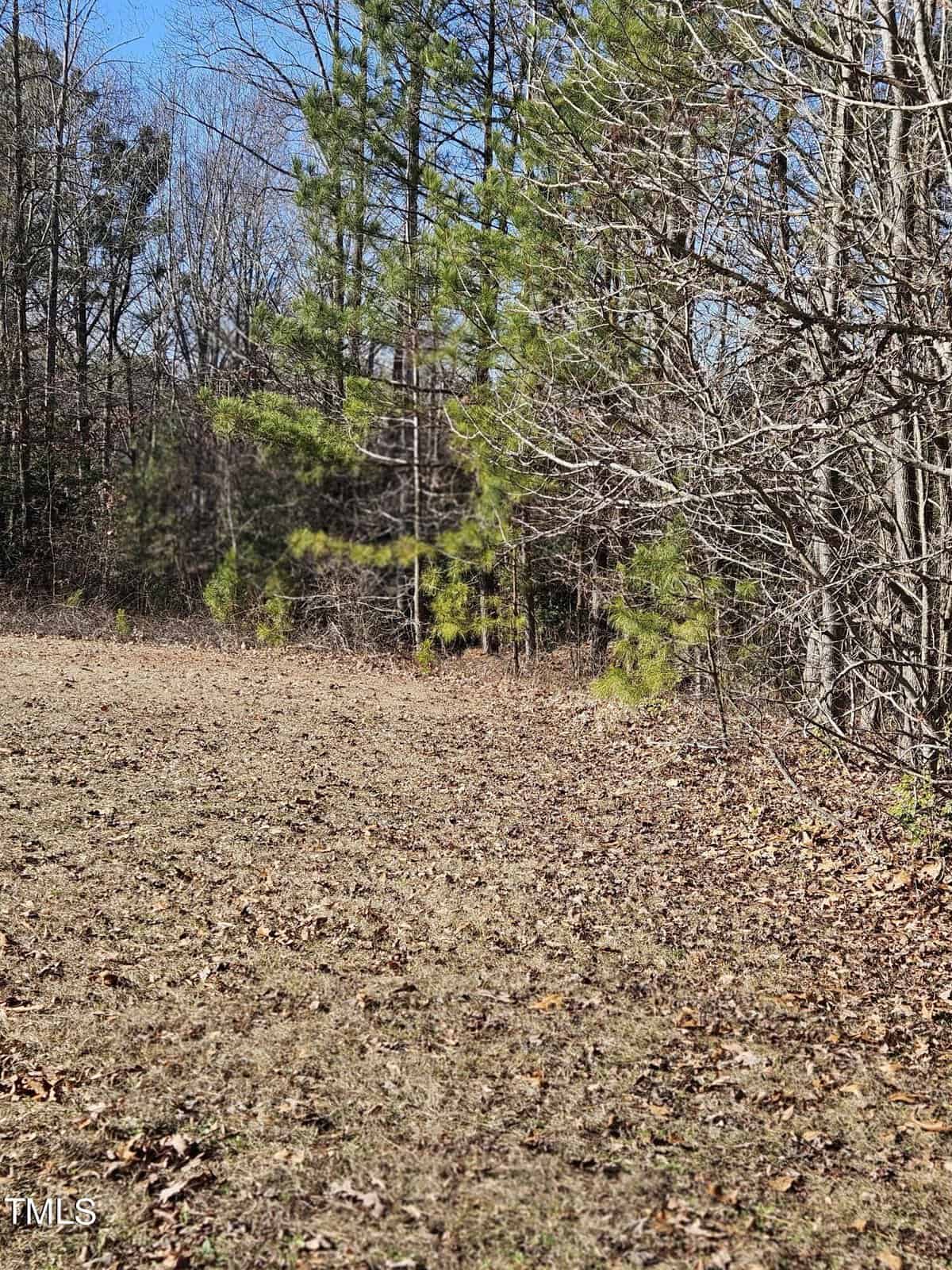 A clearing with dried grass leads to a forest with a mix of pine and leafless deciduous trees under a clear blue sky.