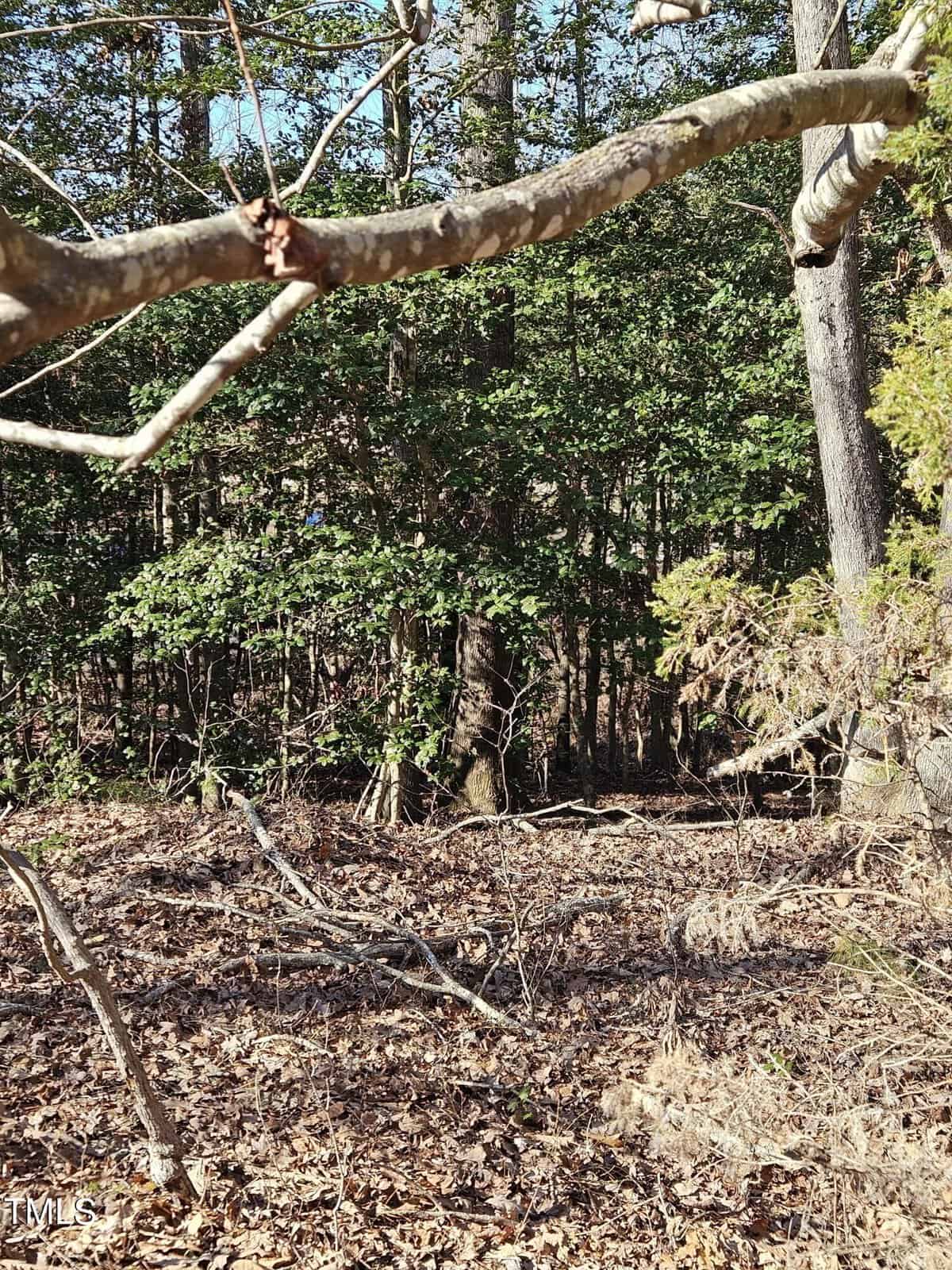 A woodland scene filled with dense, leaf-covered ground and a variety of trees with thick and thin trunks, some with visible branches extending into the foreground.