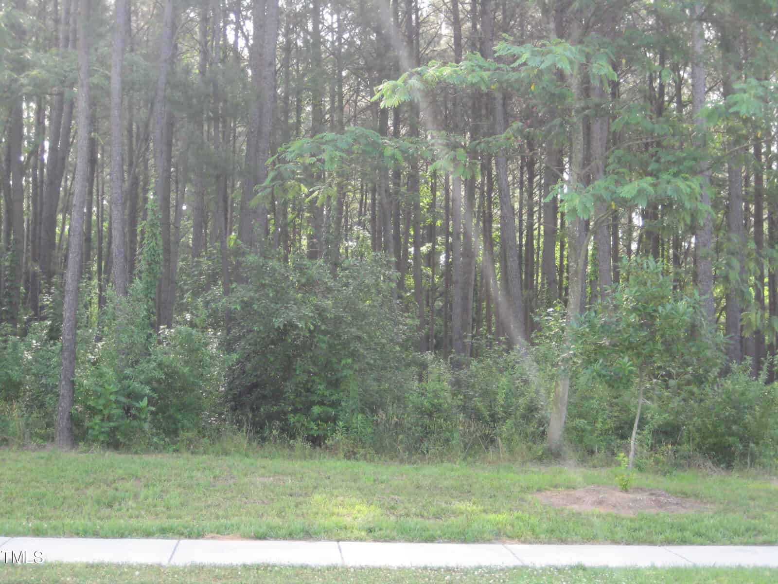 A sidewalk runs along a grassy area in front of a dense forest with tall trees and green underbrush on a sunny day in Youngsville.