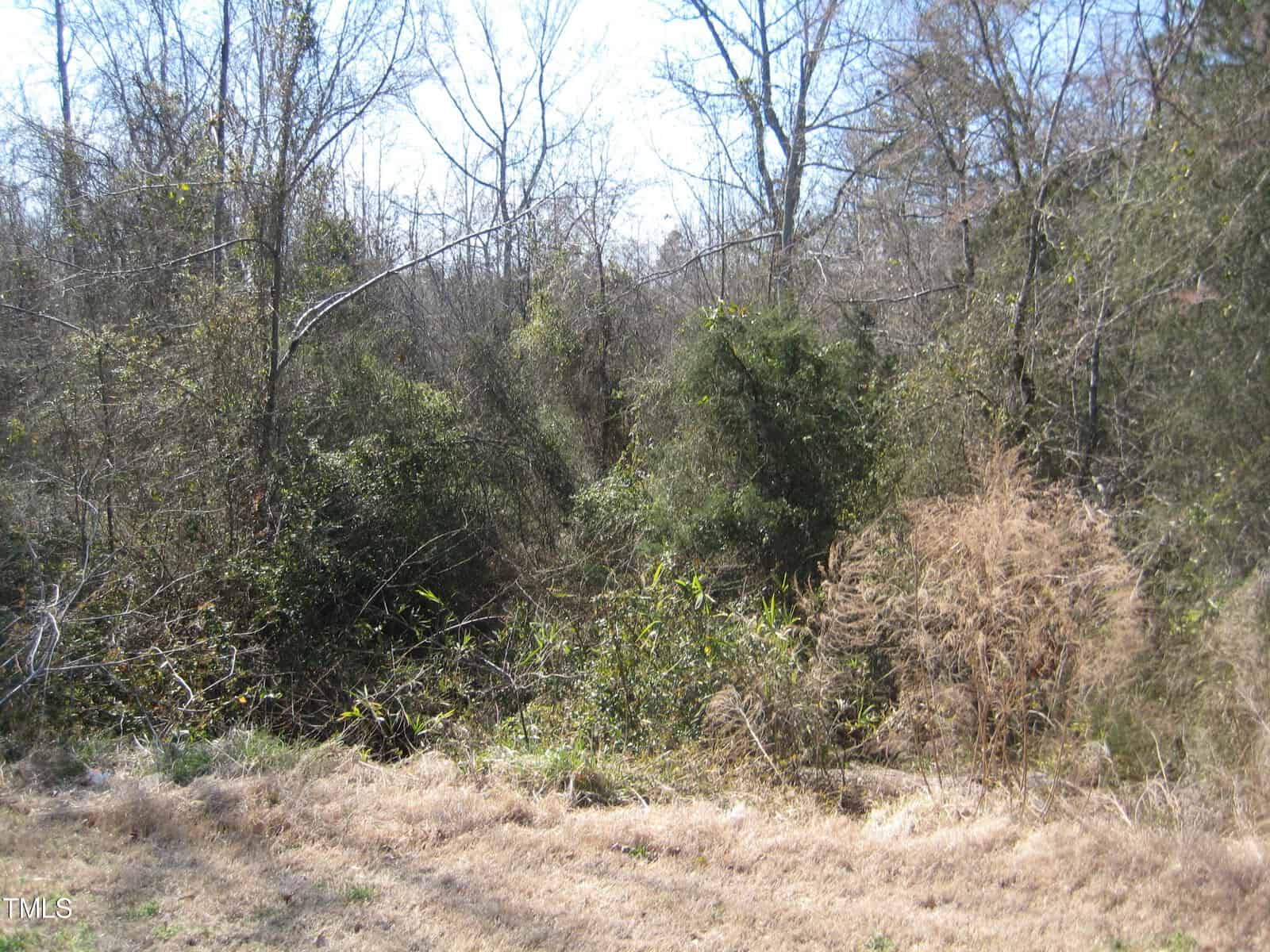 A patch of dry grass in the foreground with dense, tangled bushes, shrubs, and leafless trees under clear daylight in the background.