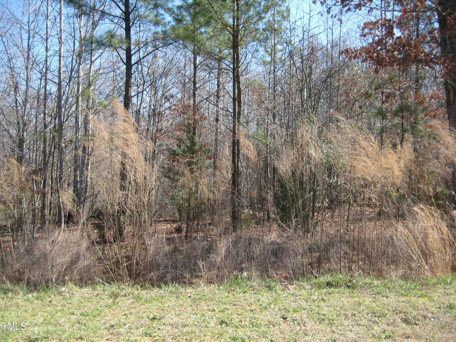 Dry tall grasses and green grass border a wooded area with thin, leafless trees and some evergreen trees; the sky is clear and blue.