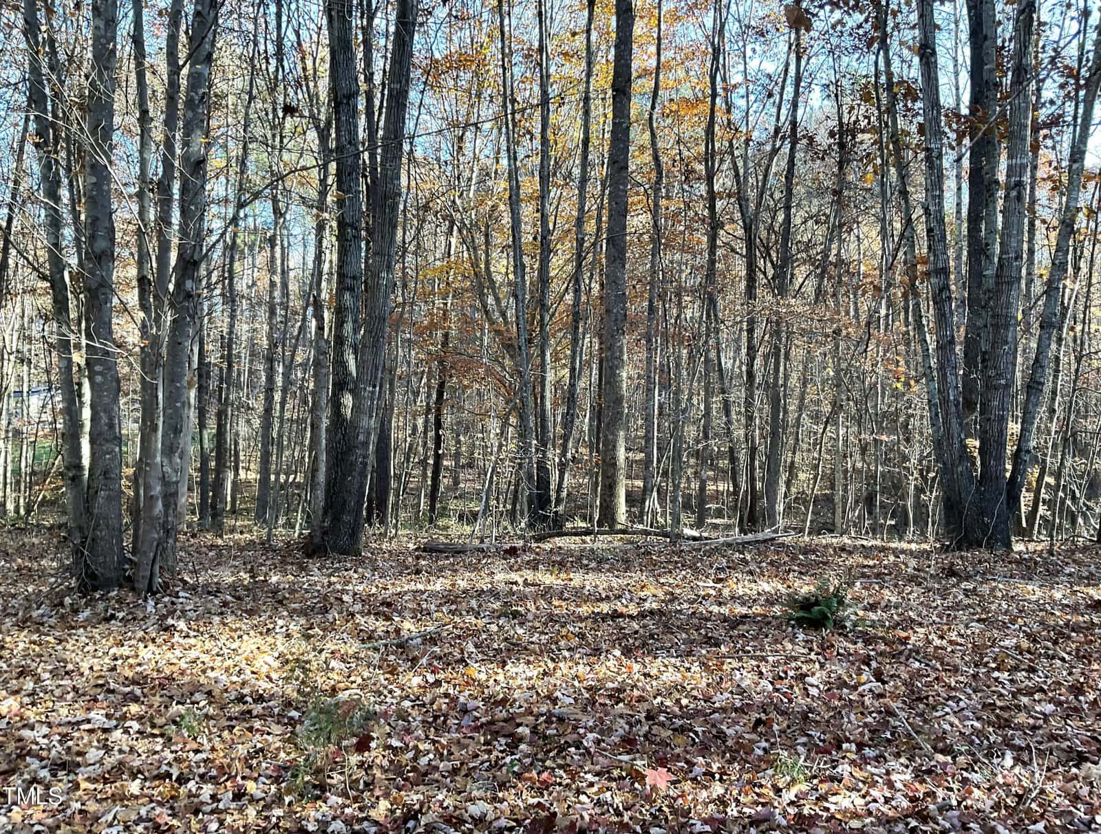 A forest scene in autumn with tall trees and a carpet of fallen leaves covering the ground. Sunlight filters through the branches, highlighting the earthy tones of the leaves.