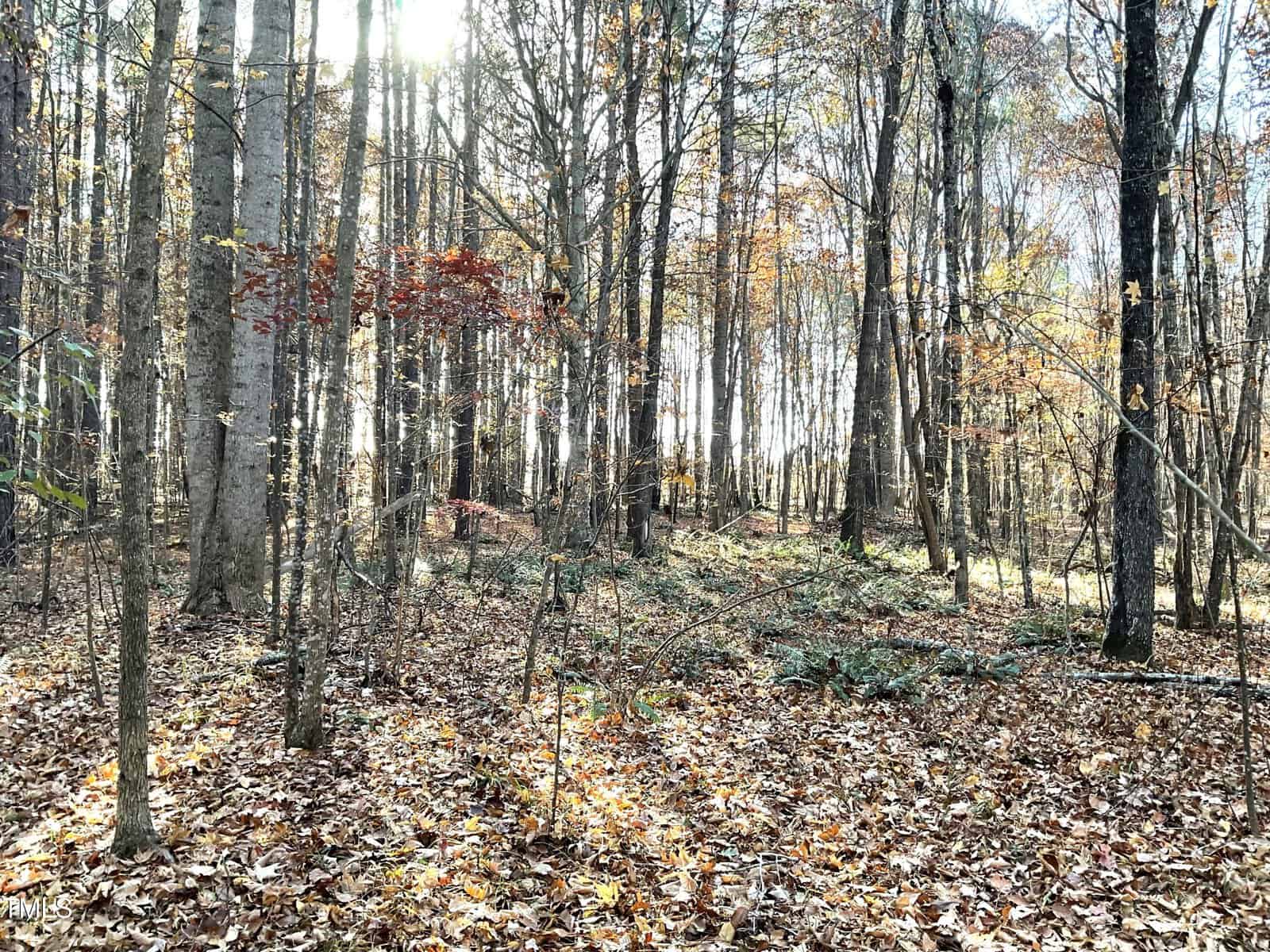 A sunlit forest with tall trees in autumn, featuring a carpet of fallen leaves on the ground. Sun rays peek through the branches, casting long shadows and highlighting the earthy tones of the foliage.