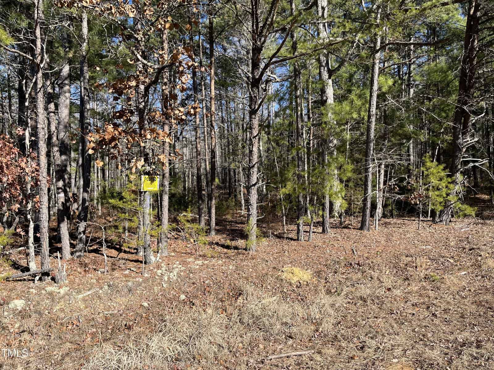 A sunlit forest with a mix of tall trees, some with green pine needles and others with brown leaves. The ground is covered in dry leaves and grass. A small yellow sign is visible on a tree trunk to the left.