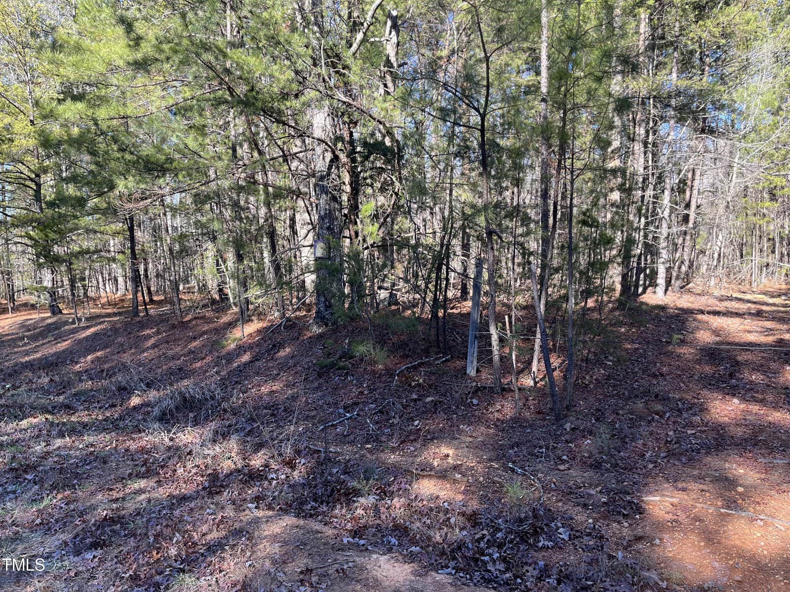 A sunlit forest scene with a mix of tall pine and deciduous trees. The forest floor is covered with fallen leaves and patches of sunlight. Sparse undergrowth is visible, adding a natural texture to the woodland setting.