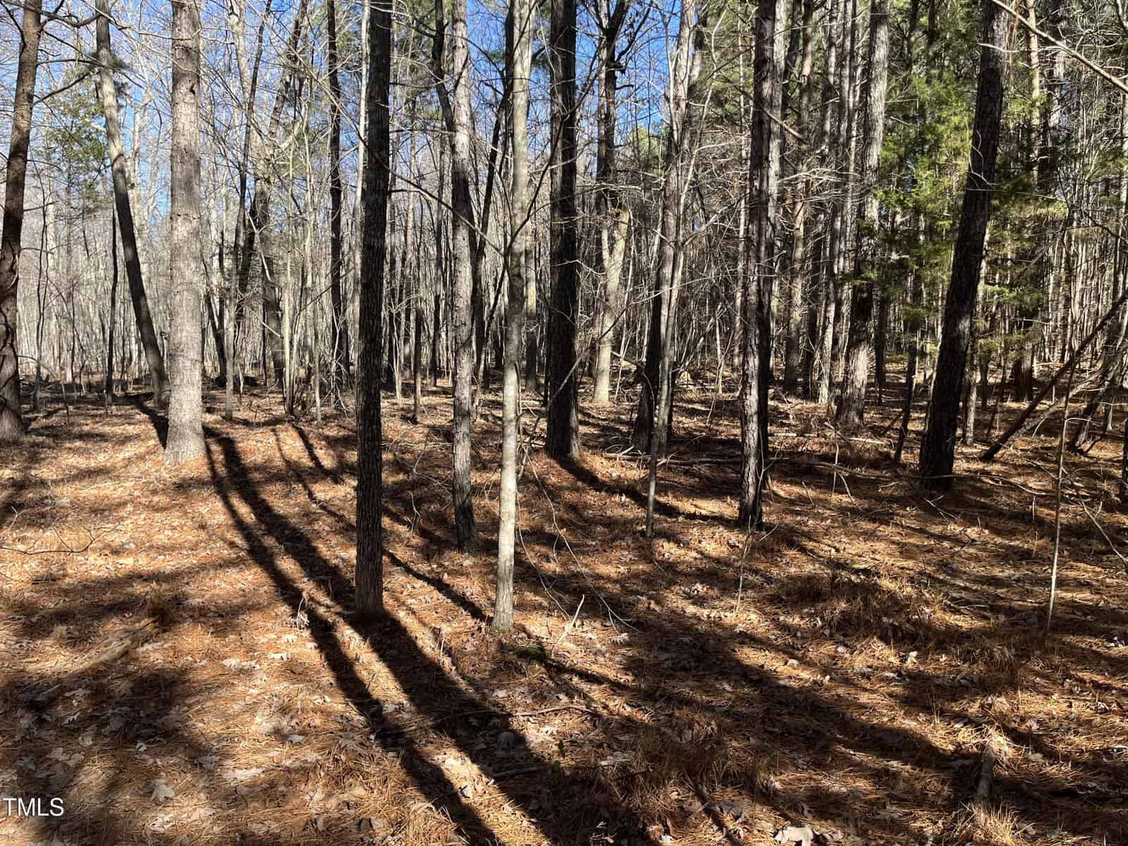 A sunlit forest scene with tall deciduous trees casting long shadows on a carpet of dry leaves and pine needles. The sparse branches suggest it's late fall or winter, and some evergreen trees add touches of green to the background.