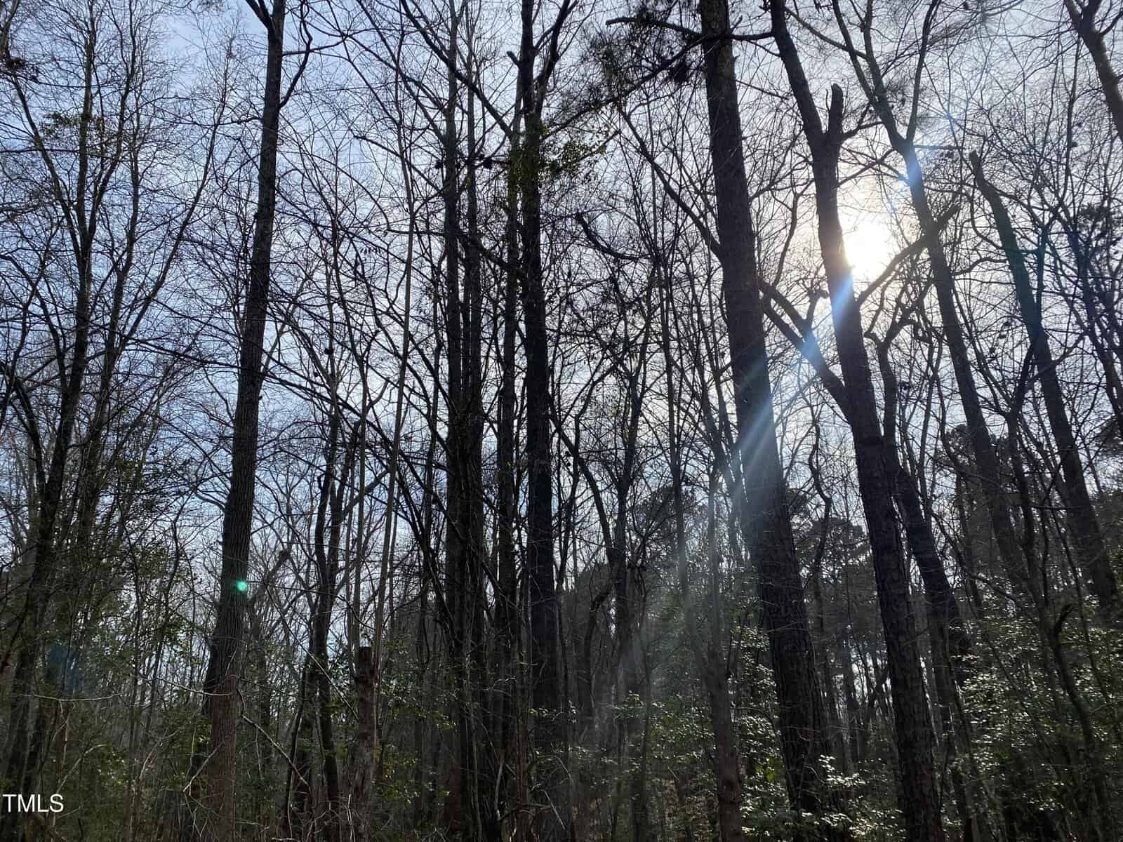 Sunlight streams through tall, leafless trees in a dense forest. The sky is bright and mostly clear, with some green lens flare visible among the slender tree trunks. Sparse undergrowth covers the forest floor.