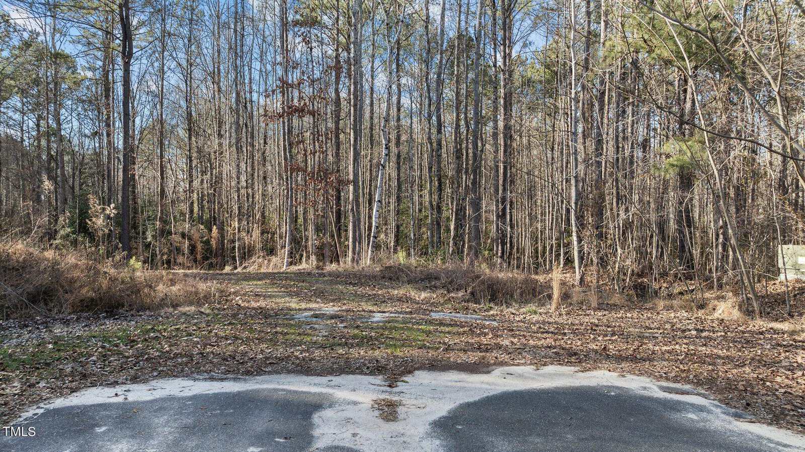 A cracked, partially paved road ends at the edge of a dense forest with tall, leafless trees under a clear blue sky. Some dry leaves and sparse grass cover the ground near the road’s end.