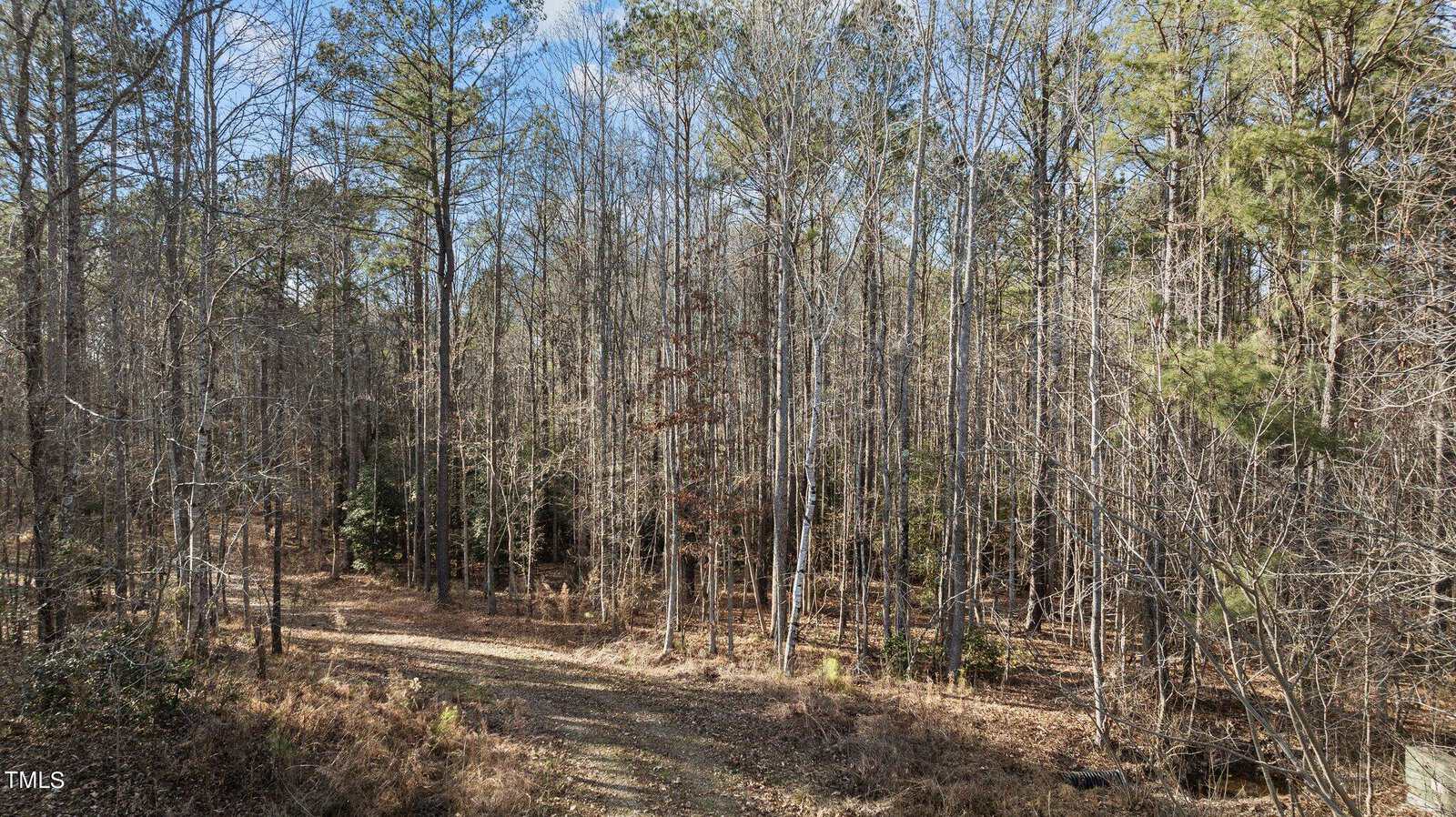 A dirt path curves through a forest of tall, thin trees with sparse leaves. The ground is covered in dry grass and brush. Trees have bare branches, indicating a winter or early spring season.