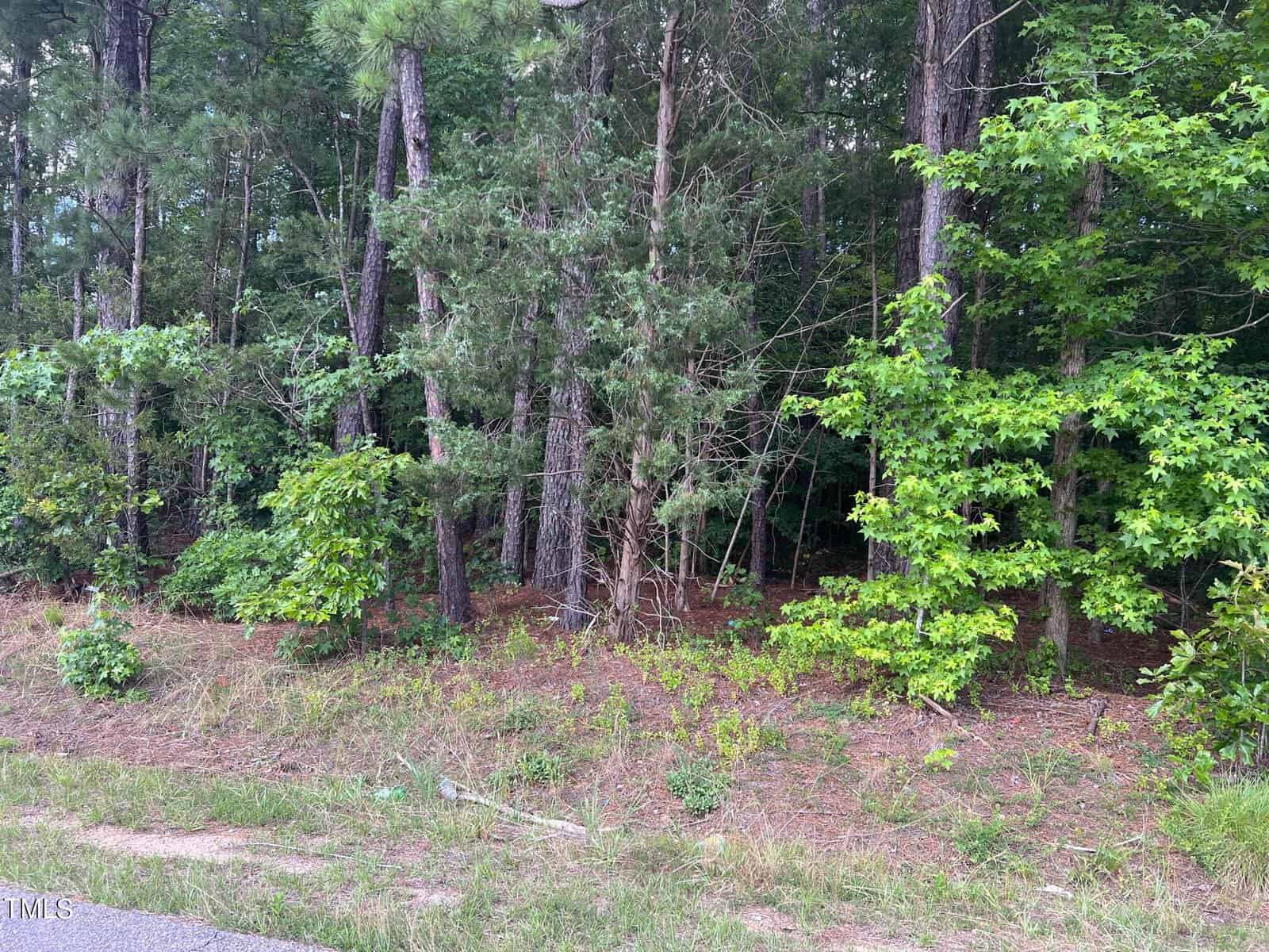 A dense patch of mixed forest along a roadside at 4a Morgan Road Road, featuring tall pine trees and various shrubs under an overcast sky. The undergrowth is lush and green, contrasting