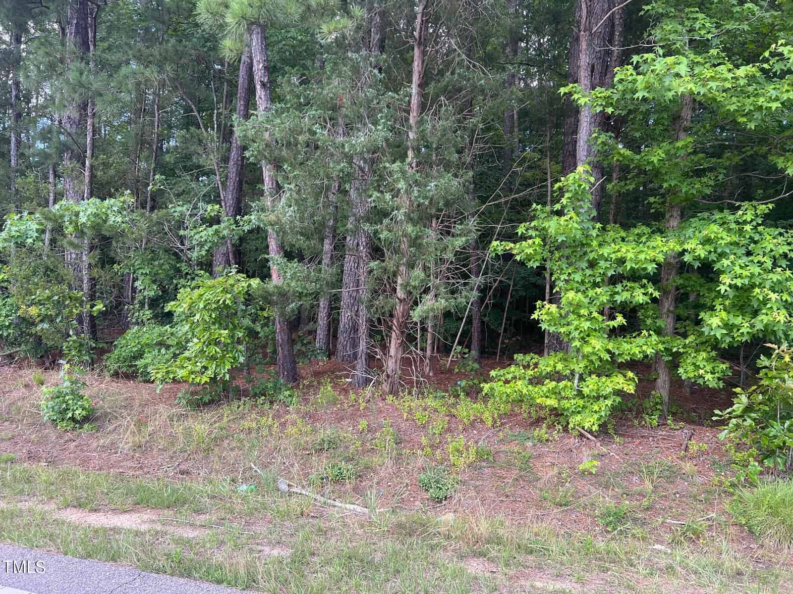 A dense cluster of various trees and undergrowth beside a road, showcasing a mix of evergreen pines and deciduous trees with lush green foliage.