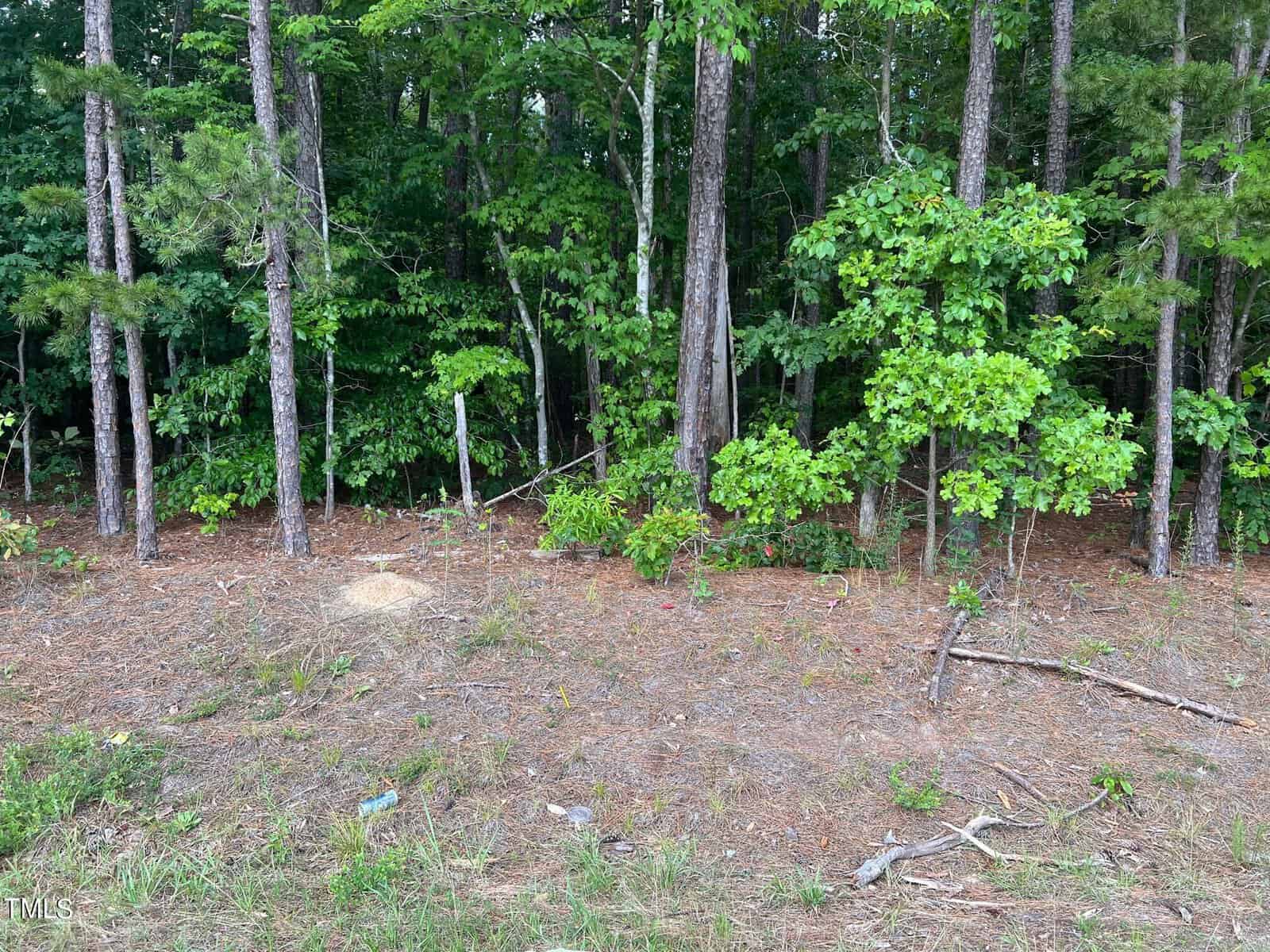 A natural scene showing a variety of trees and underbrush at the edge of a forest. the ground is covered with sparse grass, fallen leaves, and some litter.