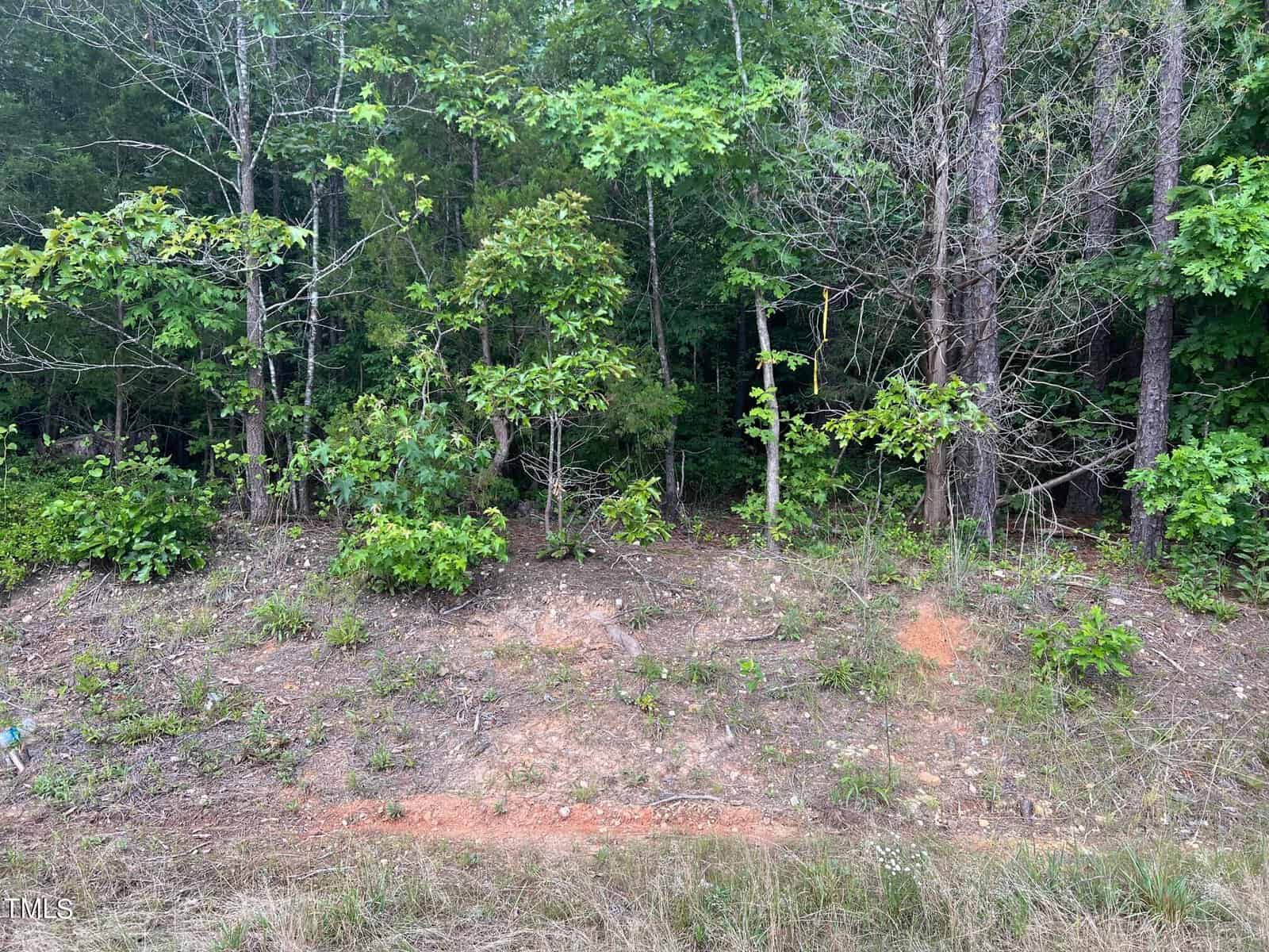 Dense green forest with a mix of mature and young trees, underbrush, and a bare patch of reddish soil in the foreground. some debris is visible on the ground to the left.