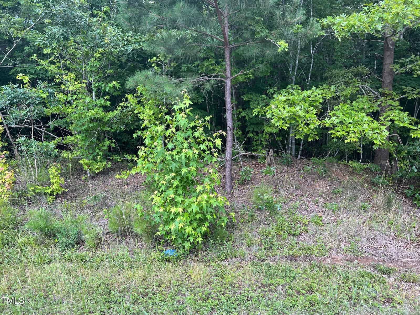 A natural landscape featuring a variety of green trees and undergrowth, with a focus on a densely wooded area showing signs of wild vegetation and a lightly covered ground.