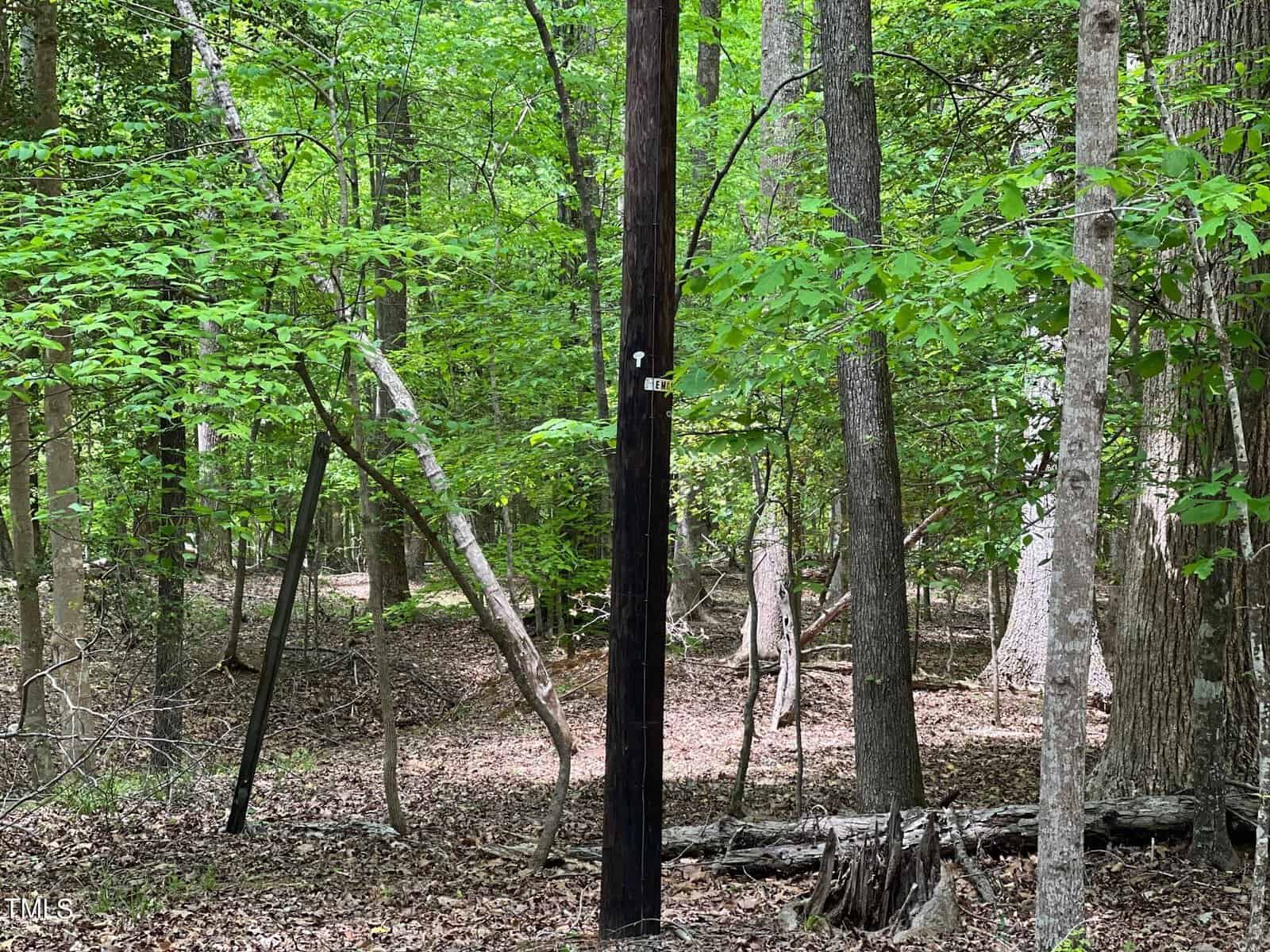 A dense, leafy forest with a variety of trees, many showing early signs of spring growth. the forest floor is covered with fallen leaves and branches, with a clear view through the woods.