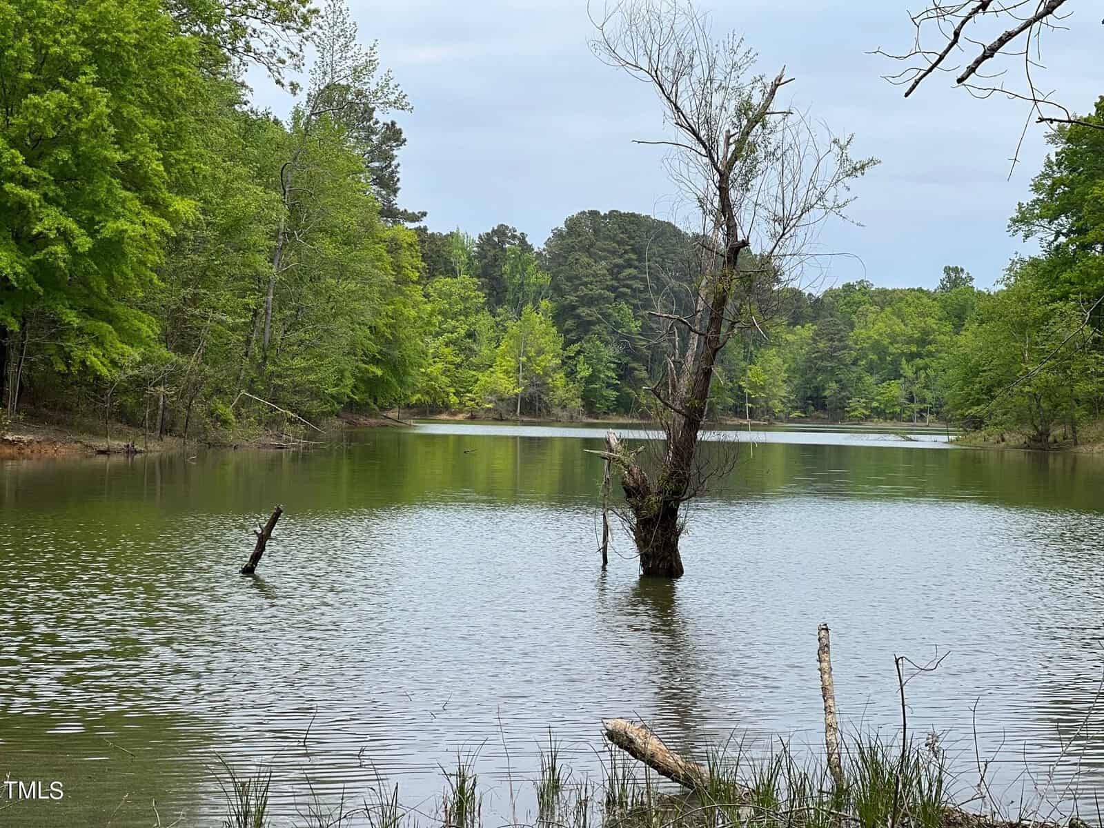 A tranquil lake scene with a leafless tree centrally placed within the water, surrounded by lush green trees under an overcast sky. small ripples appear on the water's surface.