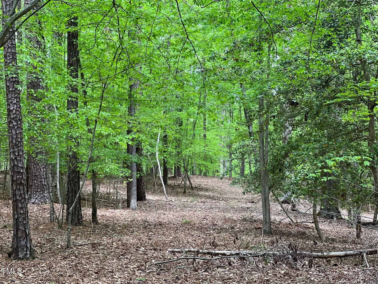 A serene forest scene at Lot 0 Outrigger Lane, Henderson NC with various types of trees, their fresh green leaves contrasting with the brown leaf-covered ground. Fallen trees and branches are scattered in