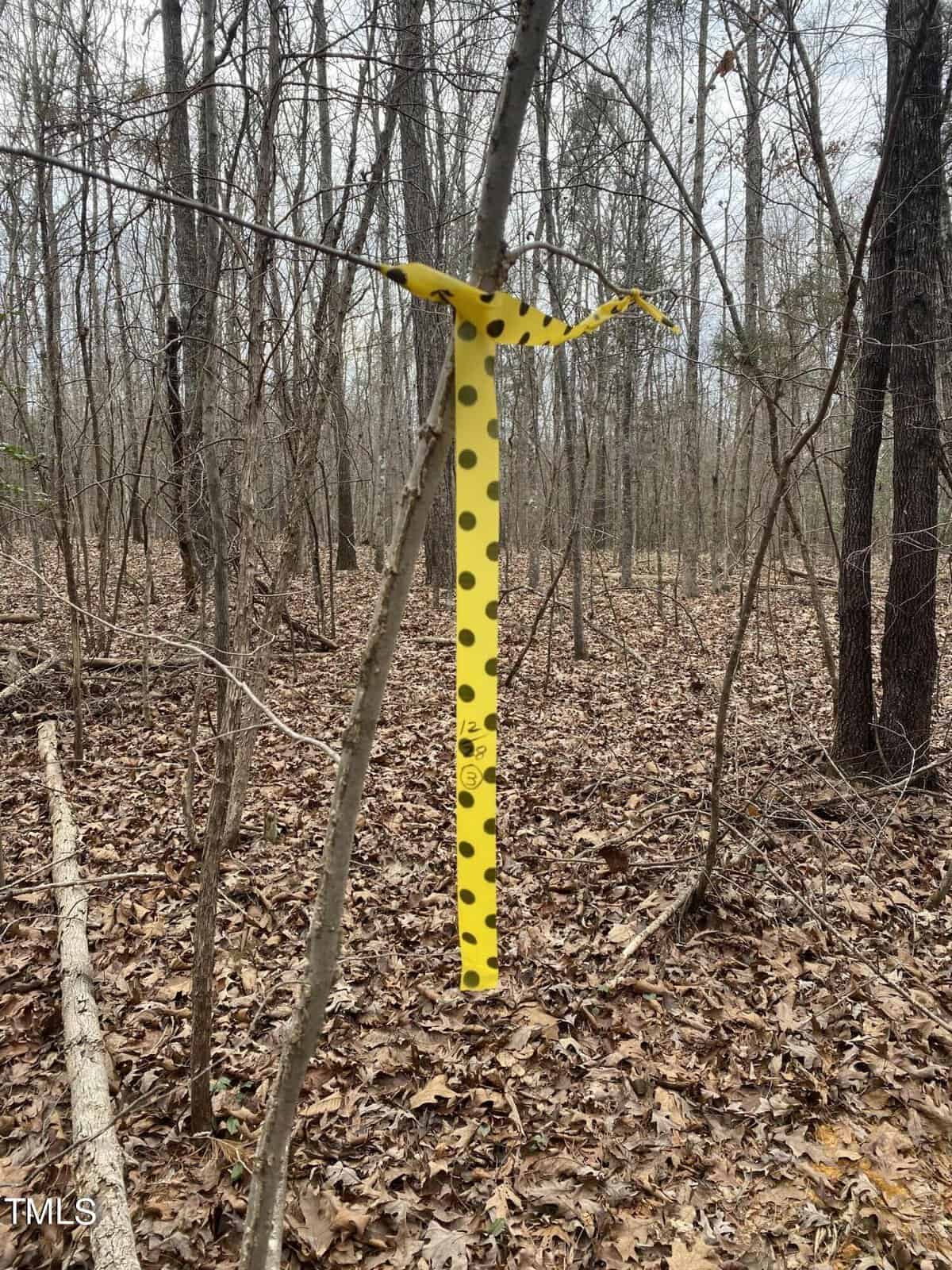 A thin tree in a forested area is marked with a yellow ribbon patterned with black dots. The forest floor is covered in fallen leaves, and bare trees are seen in the background under an overcast sky.
