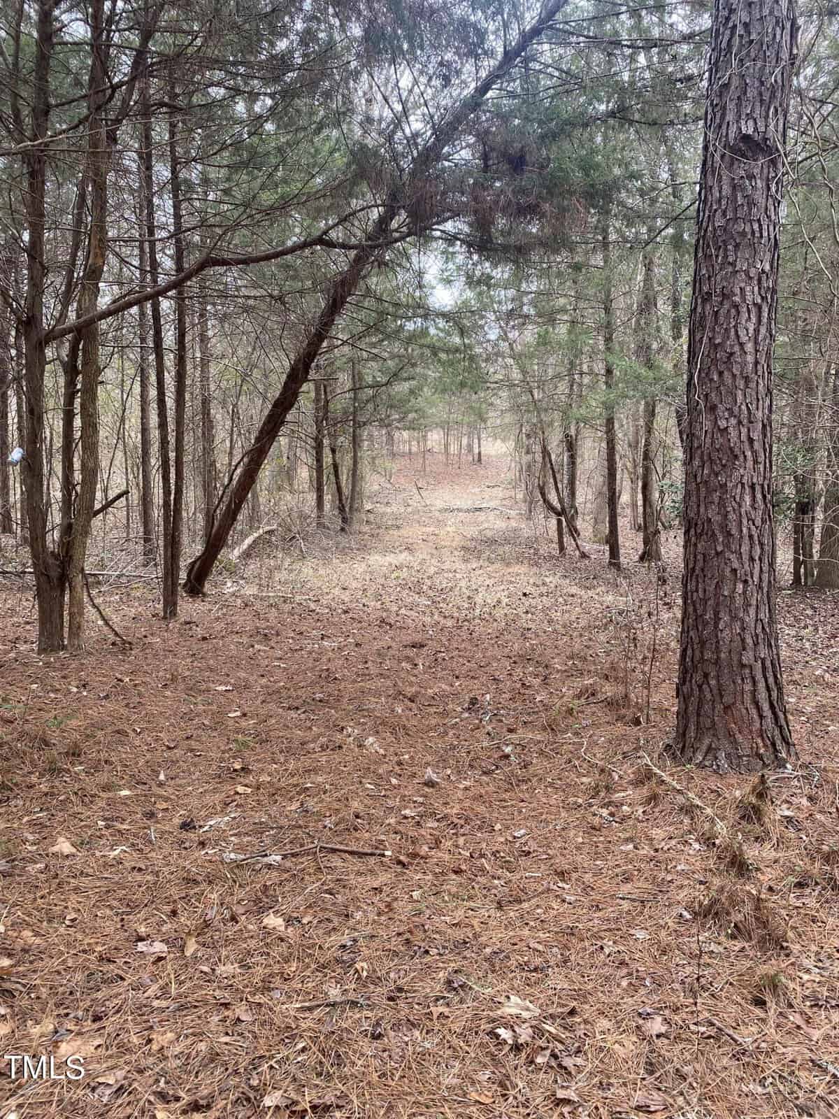 A forest path, much like the serene Lake Road, is surrounded by tall trees and a rich carpet of fallen leaves and pine needles. The narrow trail leads into a dense grove, creating a sense of peaceful seclusion that even Bullock would cherish.