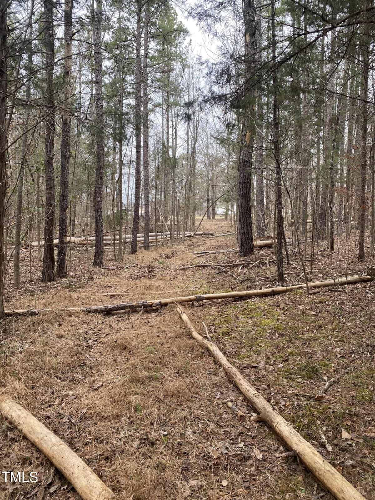 A narrow forest path lined with fallen logs extends into the distance, surrounded by tall sparse trees with bare branches. The ground is covered with dry grass and leaves. The sky is overcast, creating a muted, tranquil atmosphere.