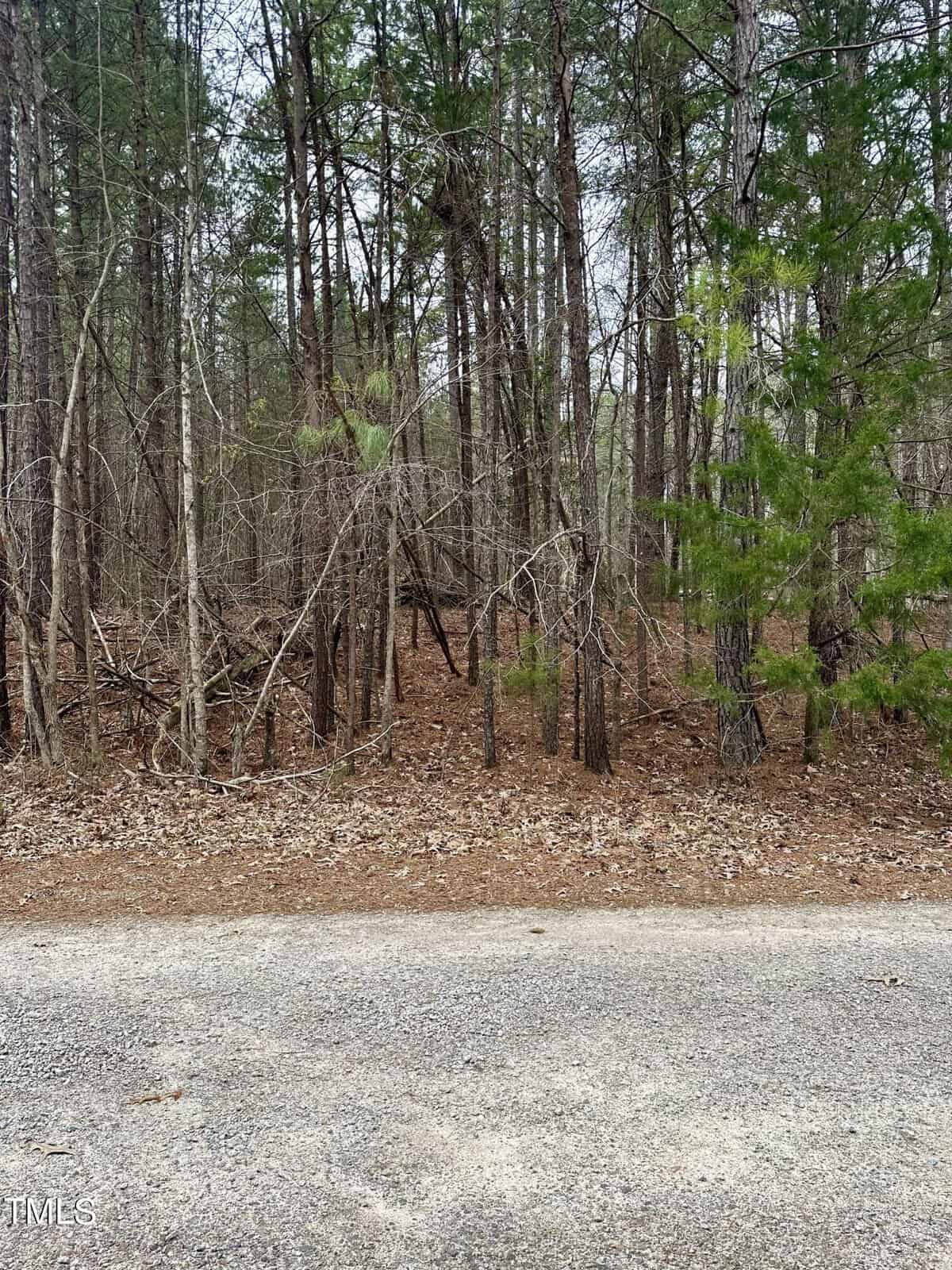 A dense wooded area with a variety of trees, some bare and others with green foliage, behind a gravel path. the scene conveys a quiet, natural setting.