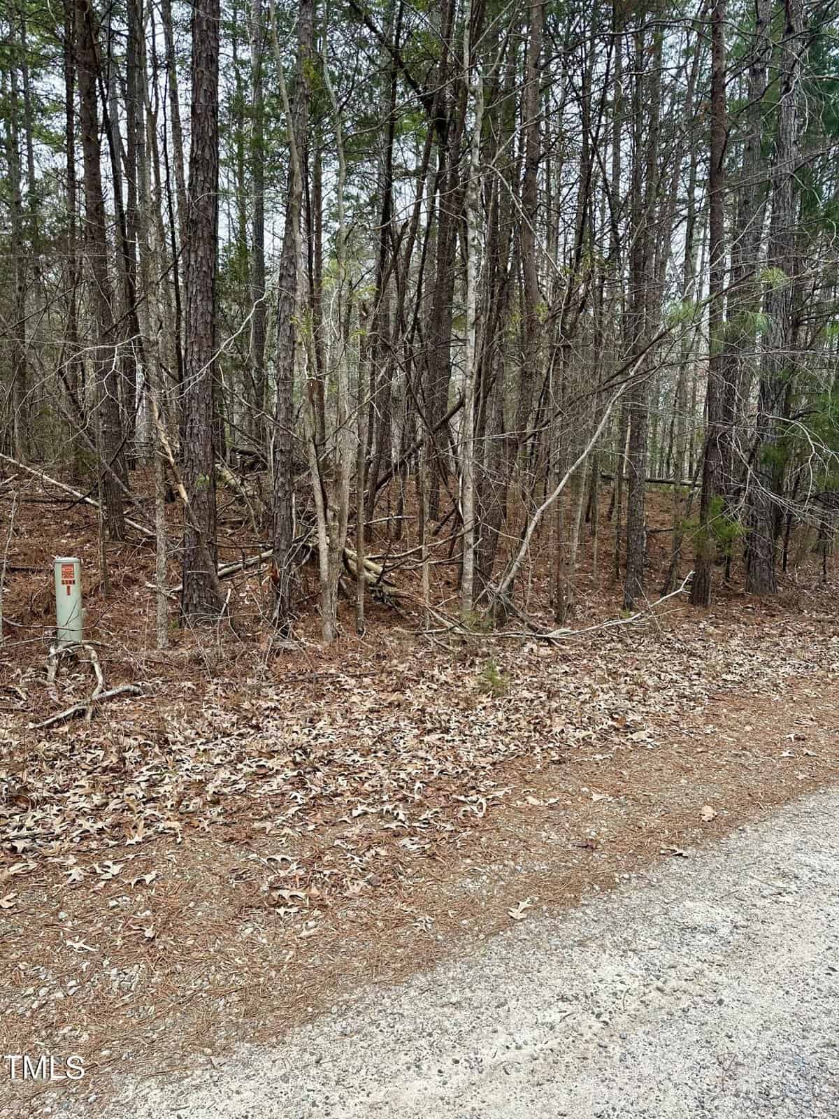 Dense woodland with leaf-covered ground next to a gravel path, featuring tall, thin trees with a mix of evergreen and bare branches, and a utility marker visible.