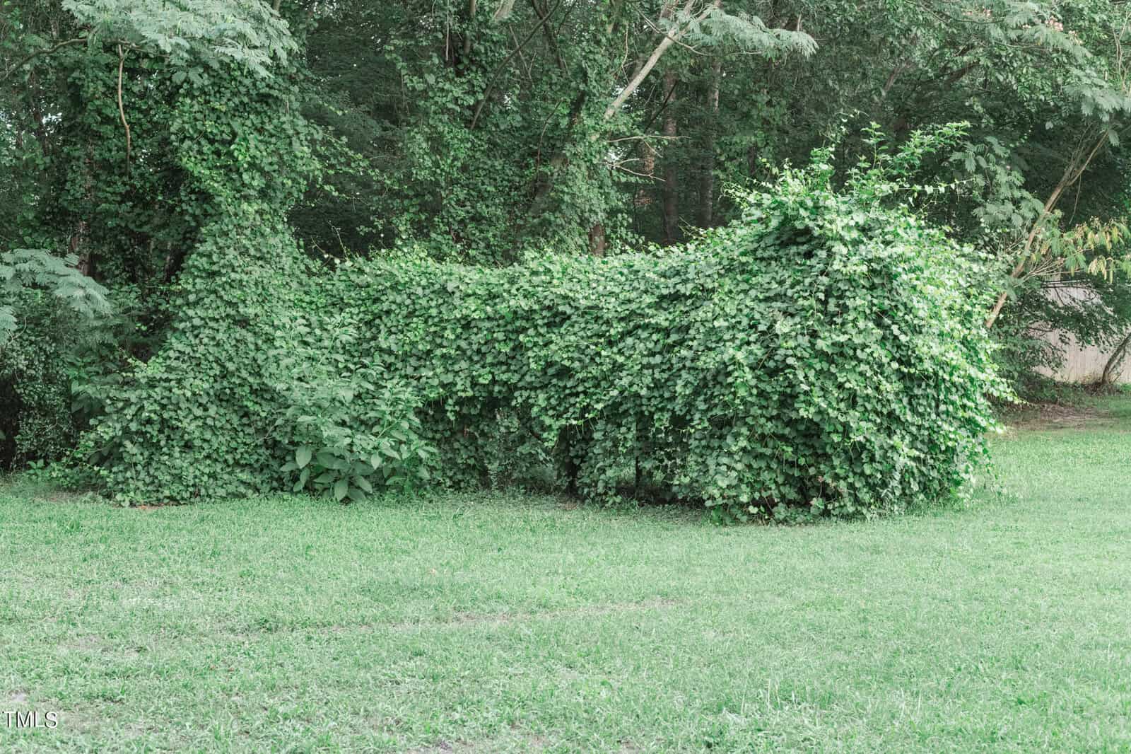 Lush greenery and dense foliage covering tree trunks and branches, resembling a large, overgrown bush in a grassy area. The background features more dense trees and leafy vegetation.