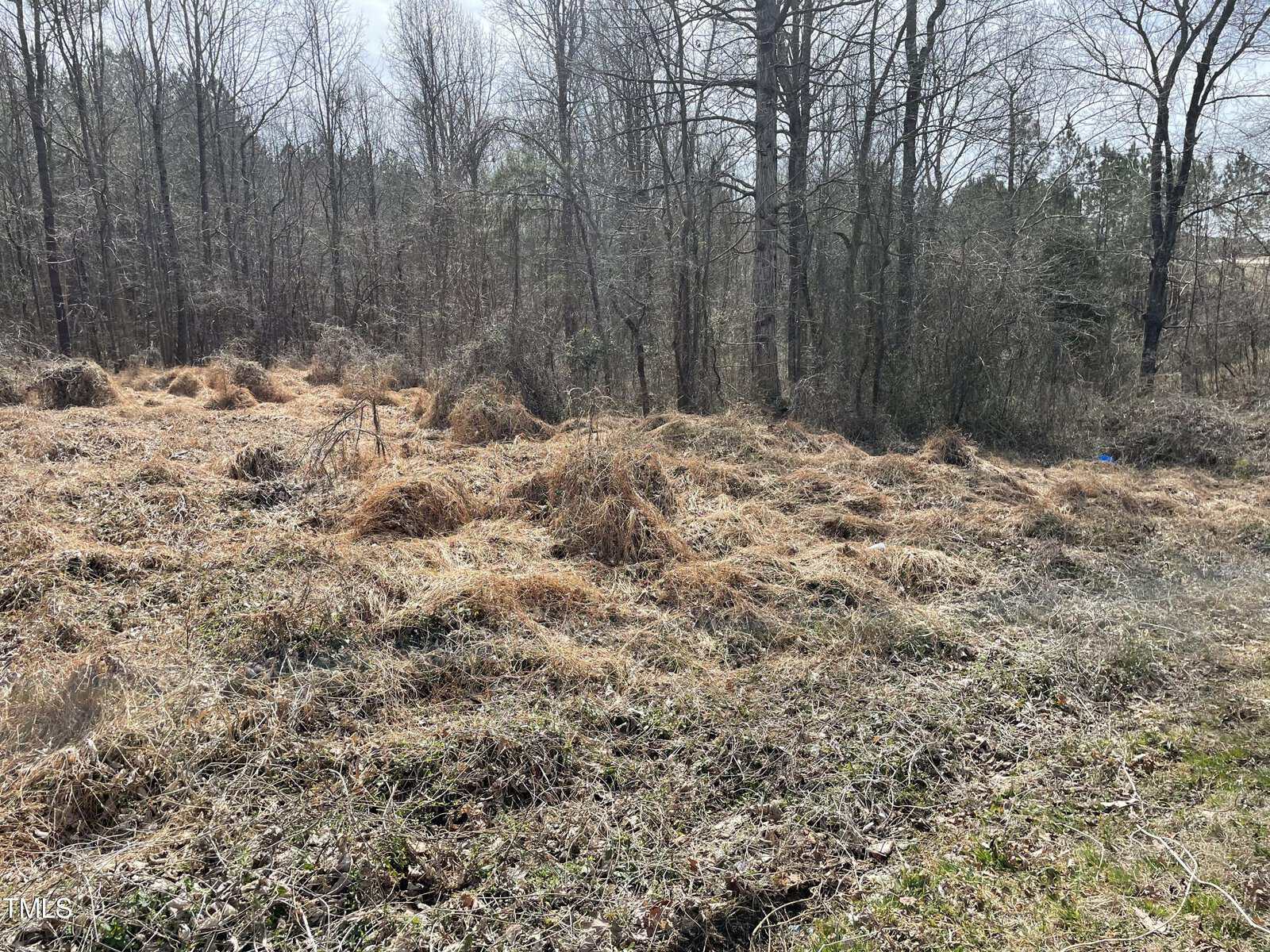 A wooded area with leafless trees and dry, brown grass covering the ground. Small mounds of dried vegetation are scattered throughout, and the sky is partly cloudy in the background.