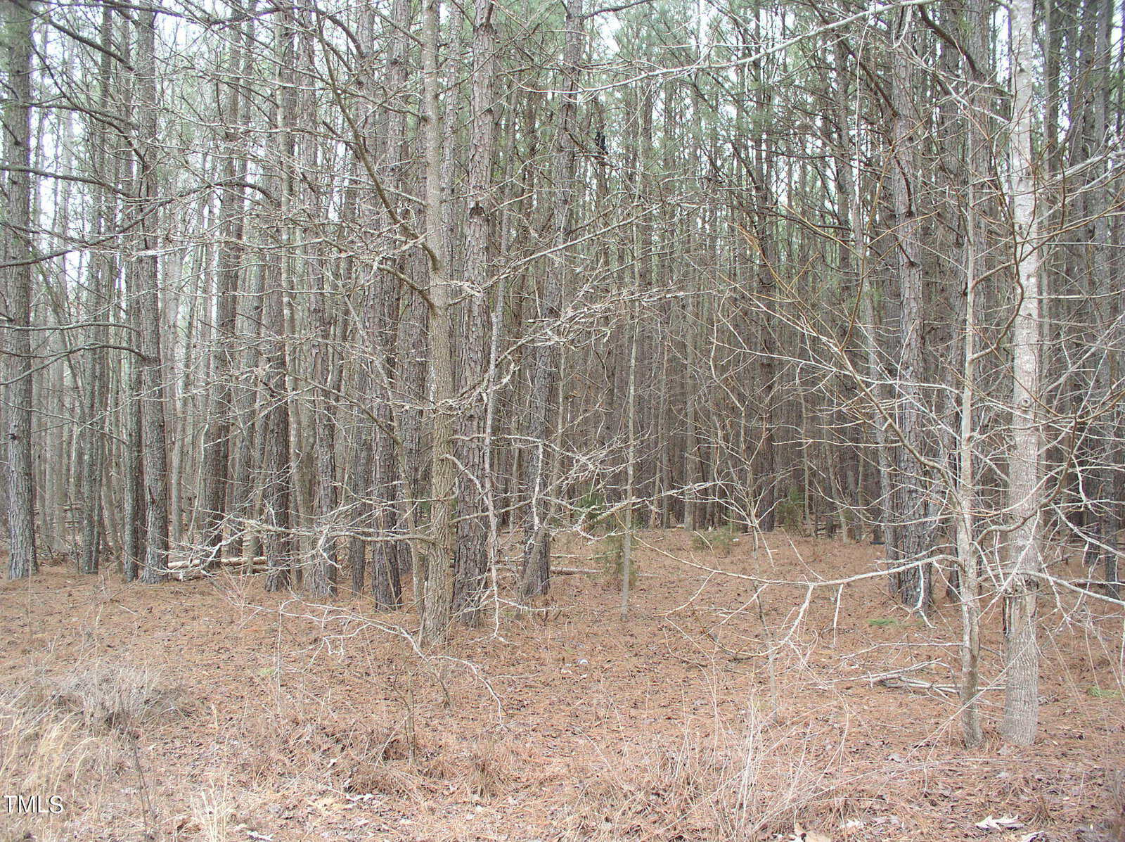 A dense forest of slender, leafless trees with brown, scattered foliage covering the ground. the overcast sky suggests a cool or damp climate.