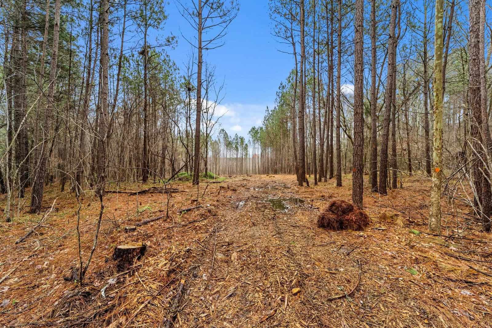 A path goes through a forest with tall, thin trees and sparse underbrush. Fallen leaves and pine needles cover the ground, and the sky is clear and blue.