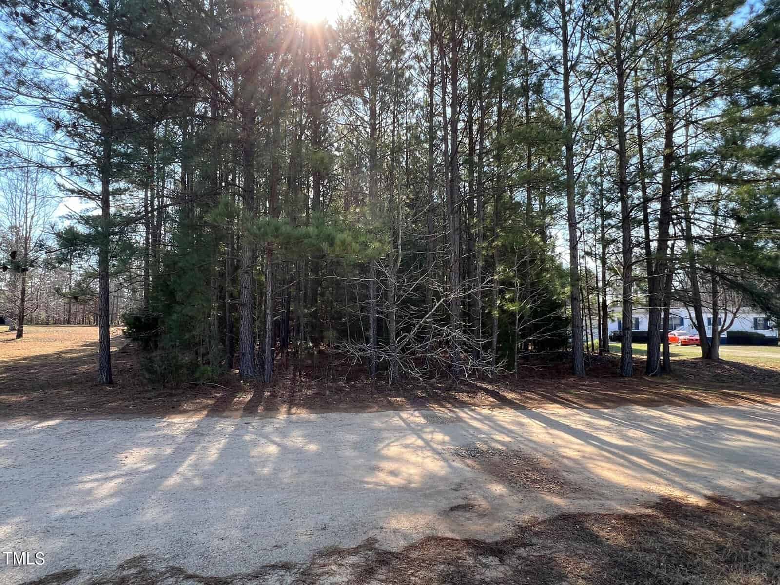 Sunlight shines through a cluster of tall pine trees, casting long shadows on a sandy clearing with a glimpse of a road and parked cars in the background.