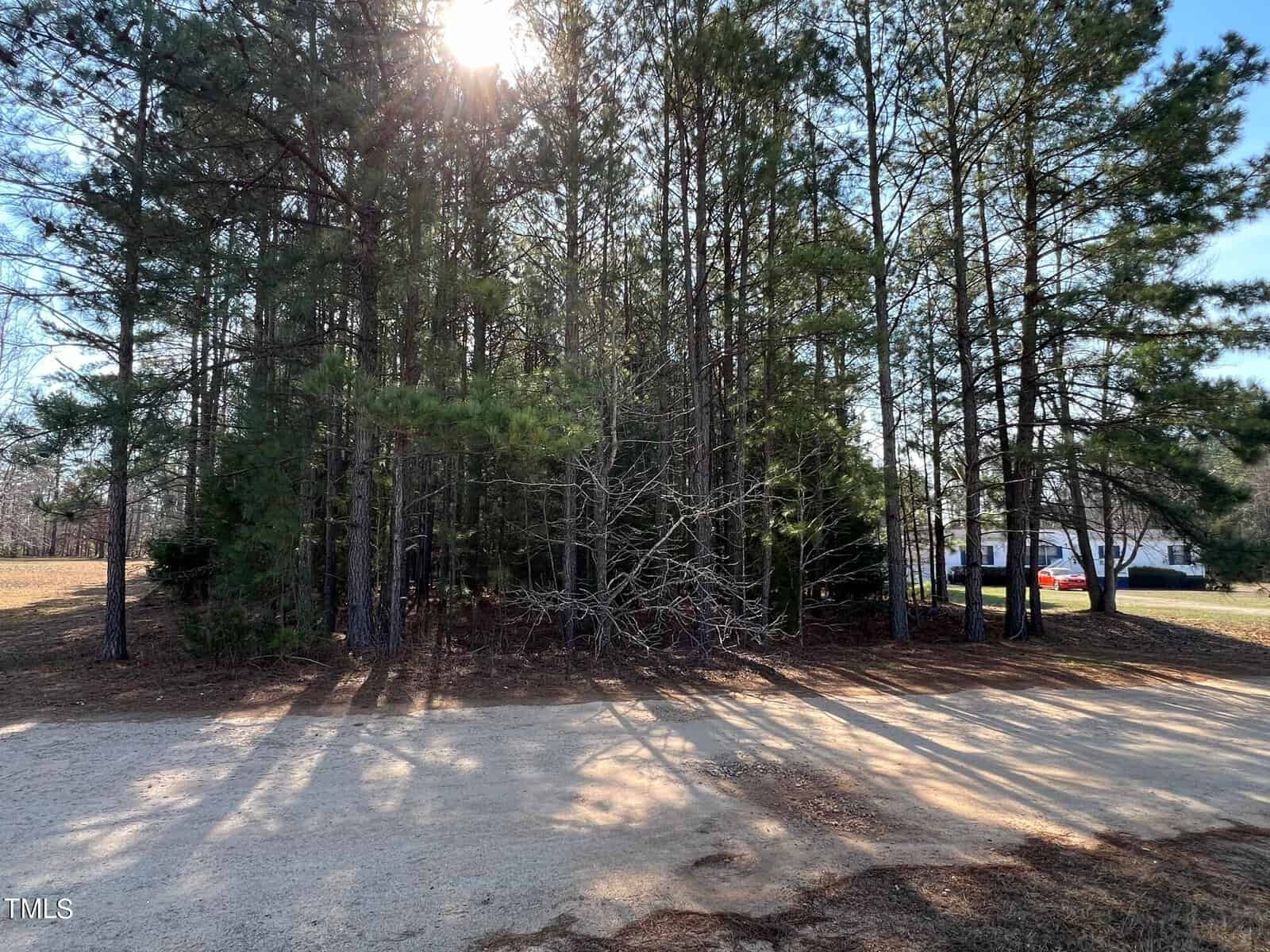 A grove of mixed trees with predominantly tall pines, casting shadows on a sunny day. there's a small bare tree in the foreground, partial view of a road with cars, and the sun shining through branches.