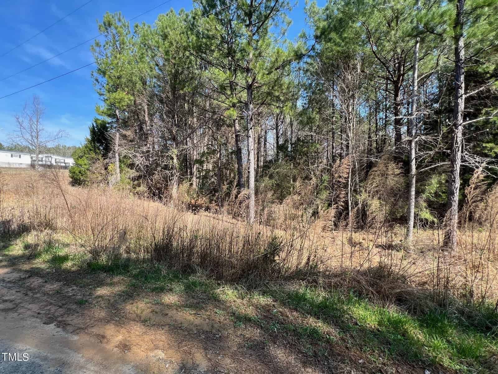A rural landscape showcasing a natural area with tall pine trees and underbrush under a clear blue sky. a partly visible dirt path leads into the wooded area on the left, with power lines overhead.