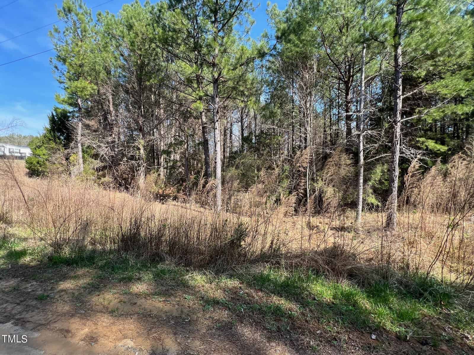 A rural landscape featuring a cluster of tall pine trees under a clear blue sky, with an area of dry, grassy undergrowth. a dirt track is visible to the left, with part of a white structure in the background.
