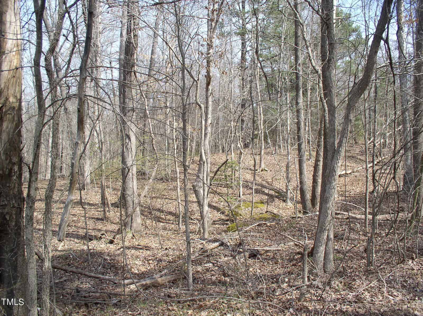 A dense forest with thin, bare trees and scattered leaf litter under a bright, clear sky at 0 Bullock Lane, Henderson NC.