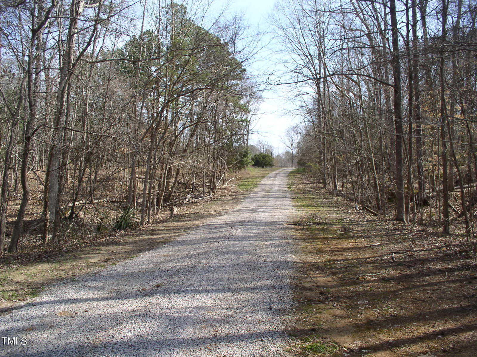 A gravel road stretches through a serene woodland, with leafless trees on both sides and a clear blue sky overhead.