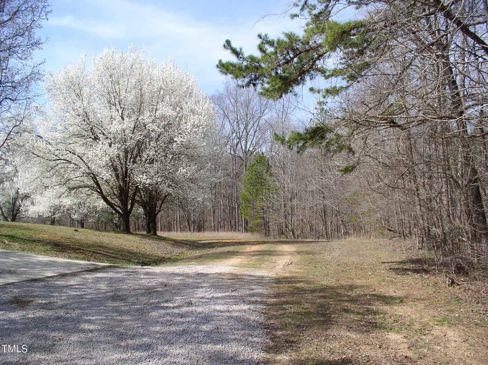 A serene landscape featuring a gravel pathway with flowering trees in full bloom, surrounded by other leafless trees and evergreens under a clear blue sky.