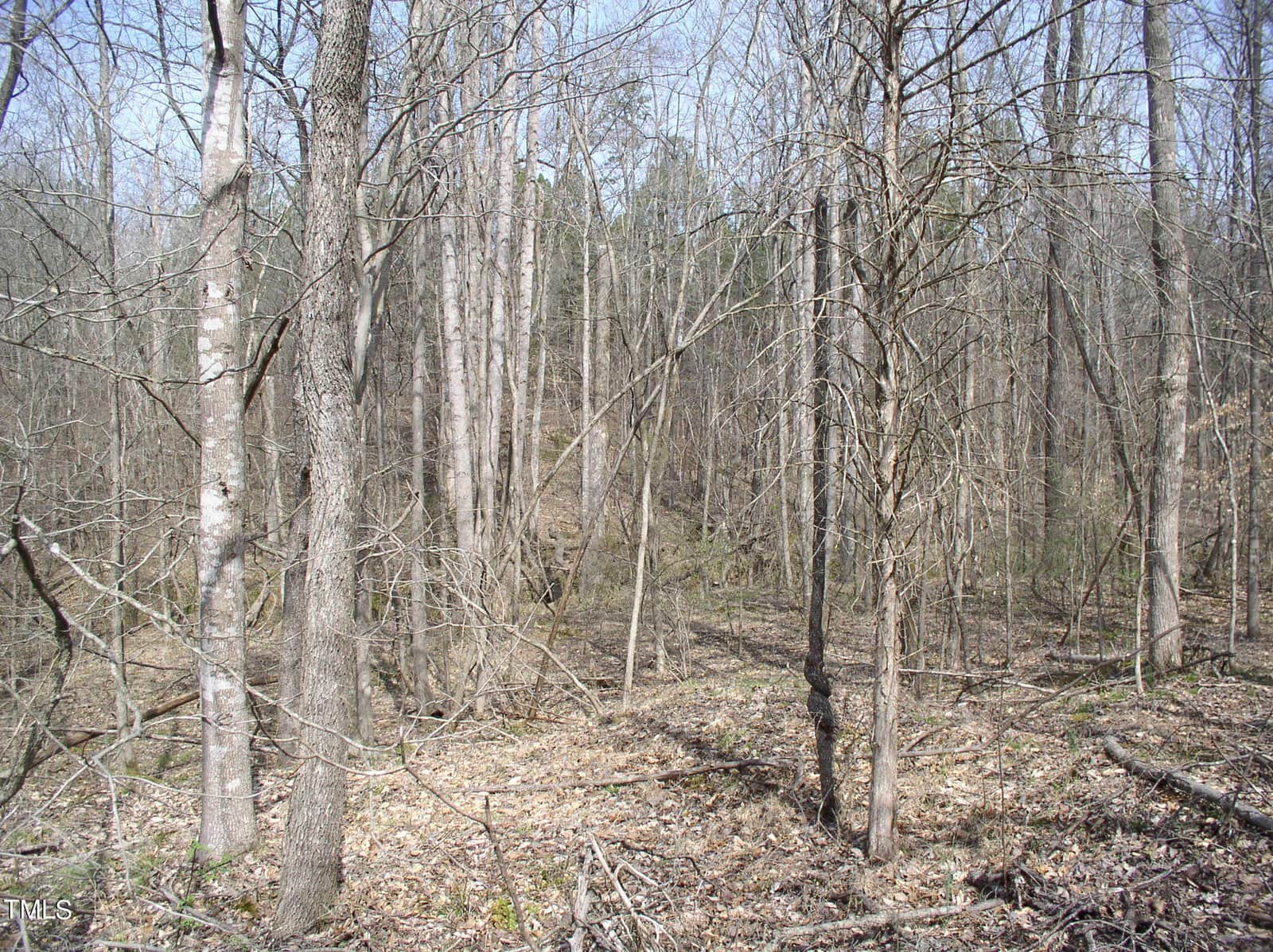 A dense forest with thin, bare trees and a floor covered in dry leaves and fallen branches. sunlight filters through the branches, highlighting patches of the ground.