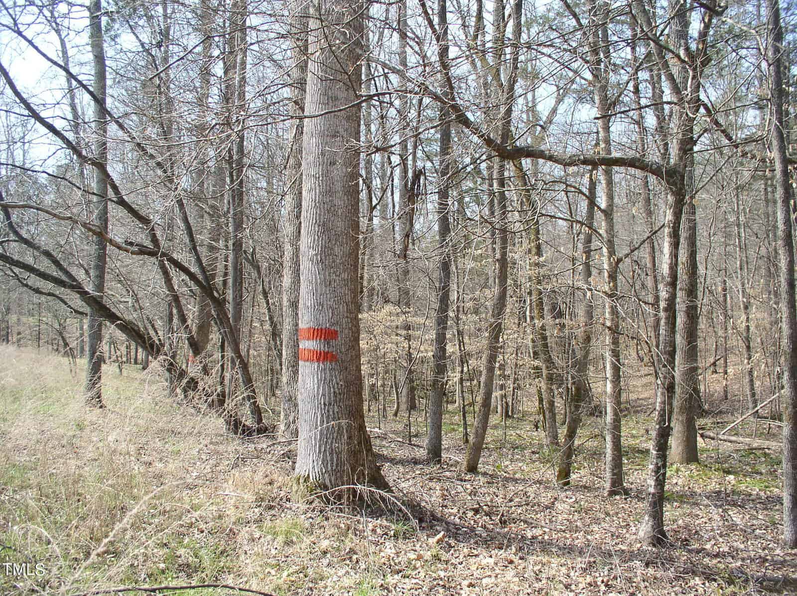 A forest scene with deciduous trees during early spring. there is a large tree in the foreground with three orange marks painted on it, possibly for forestry management. leafless trees and undergrowth around.