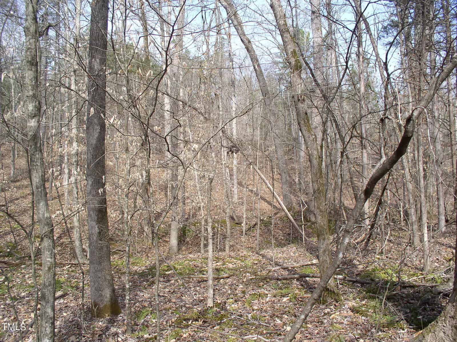 A dense, leafless deciduous forest in early spring with bare trees and a carpet of fallen leaves, under a bright, clear sky.