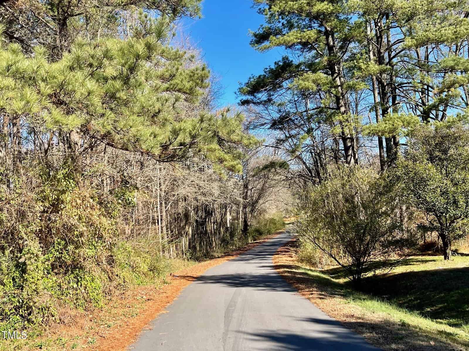 A narrow road bends through a woodland area with tall pine trees and bushes under a clear blue sky. shadows fall across the road, which is bordered by a mix of green and bare trees.
