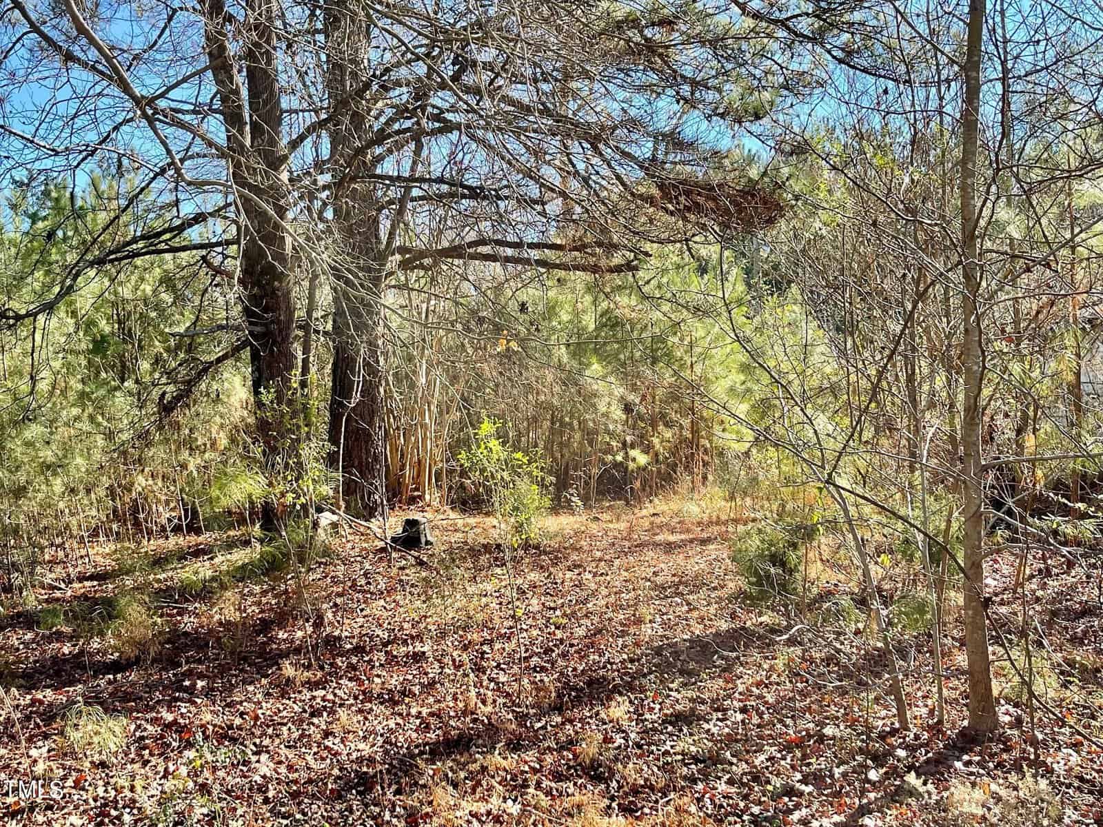 A sunlit forest scene with tall pine trees and scattered underbrush, covered in dry leaves and patches of sunlight filtering through the branches.