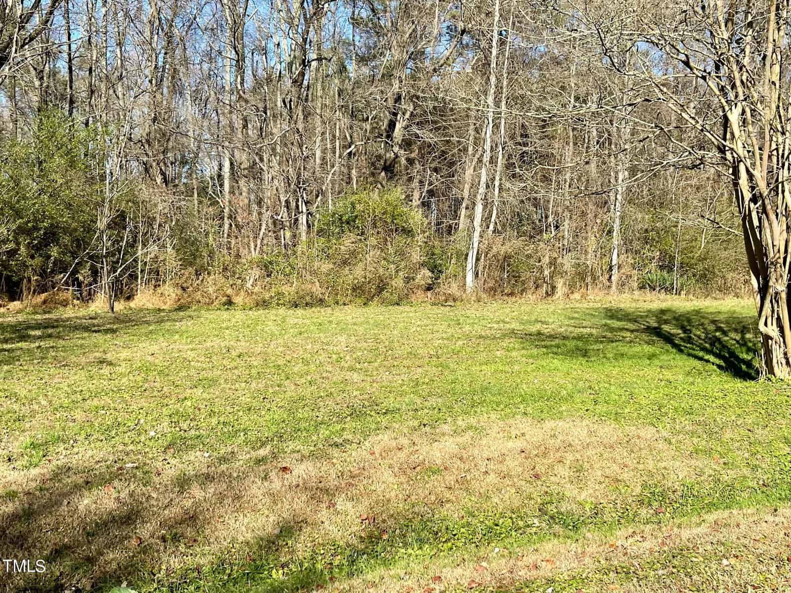 A sunny, grassy clearing surrounded by tall, bare trees in a forested area. shadows from the trees stretch across the vibrant green grass.
