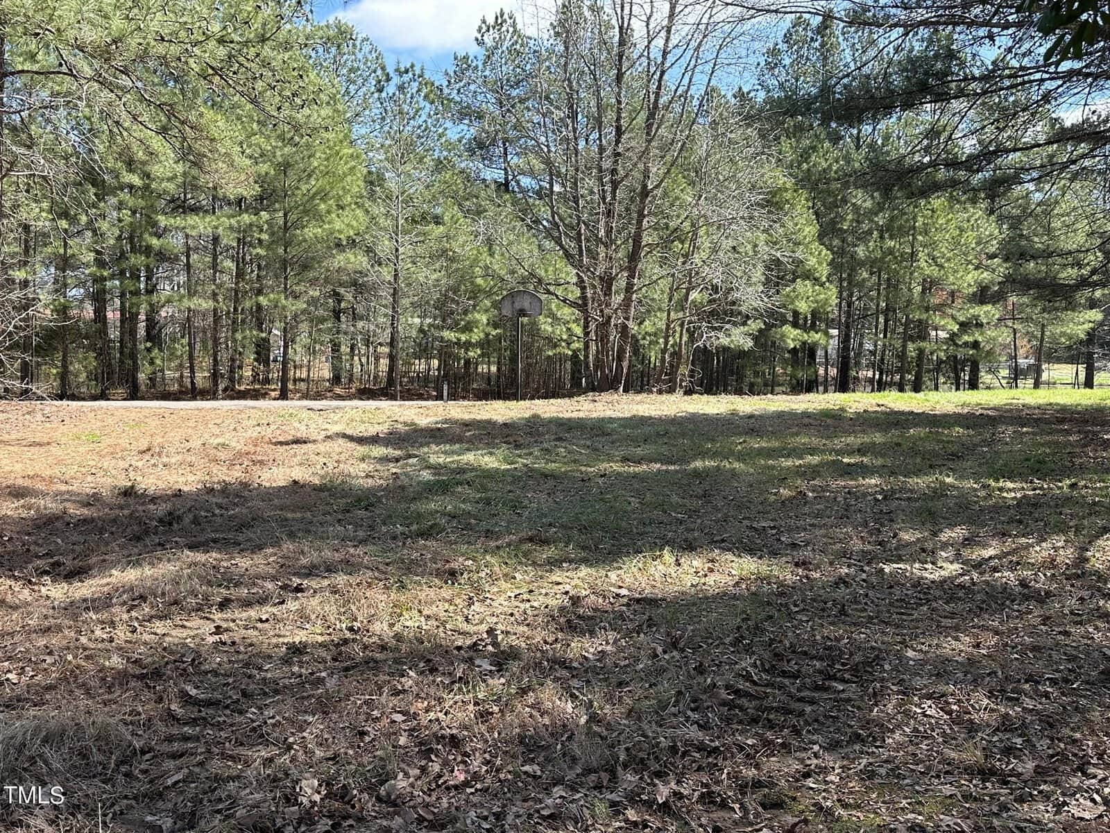A grassy clearing bordered by tall pine trees under a blue sky. Sunlight filters through the branches, casting dappled shadows on the ground. In the background, a small structure is partially visible among the trees.